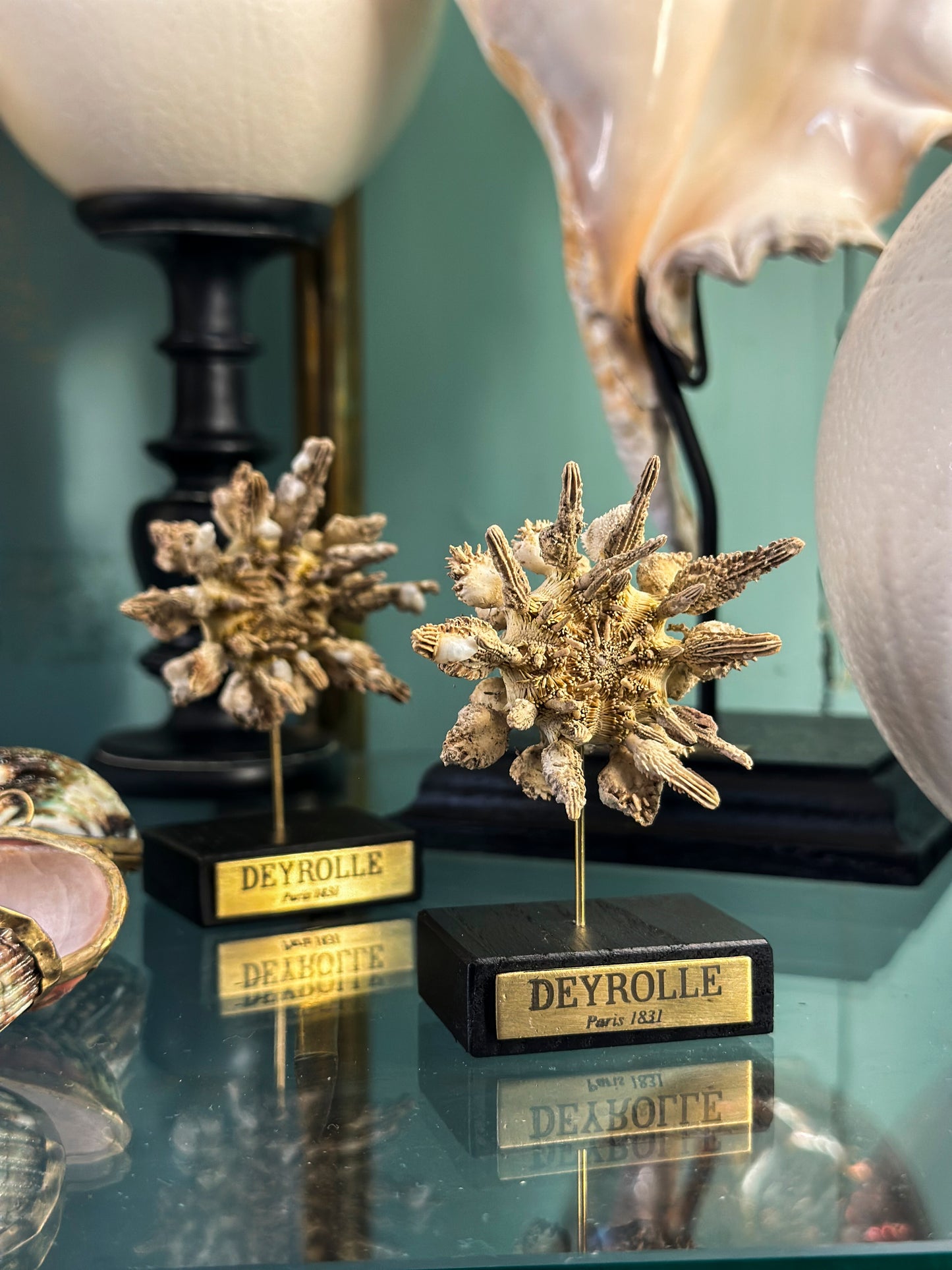Pencil sea urchin on turned wooden base