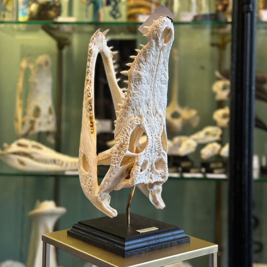 Crâne de crocodile du Siam