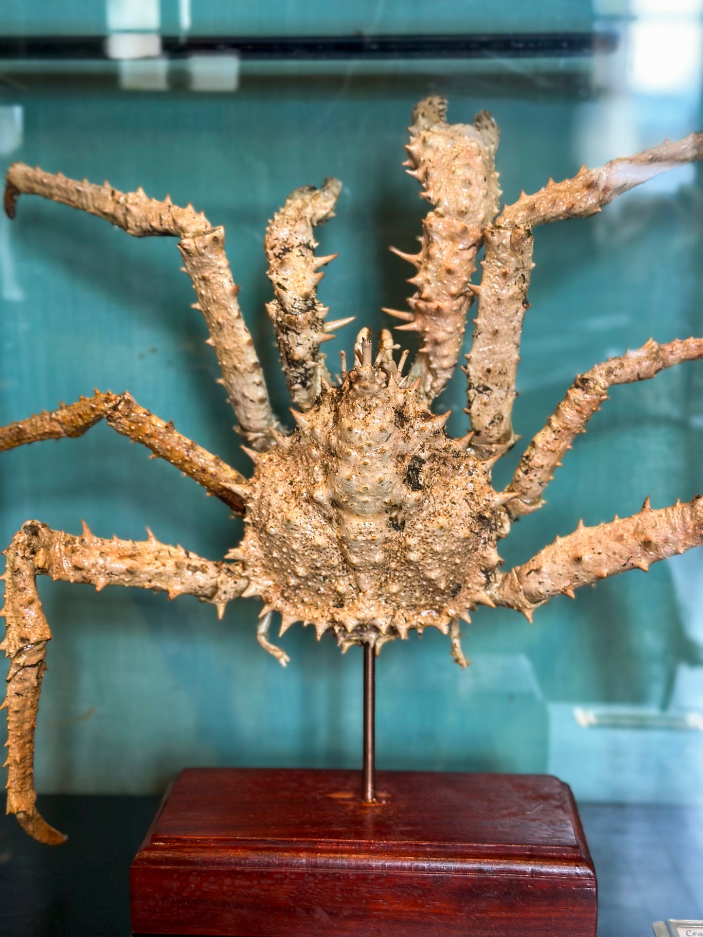 Japanese spiny crab