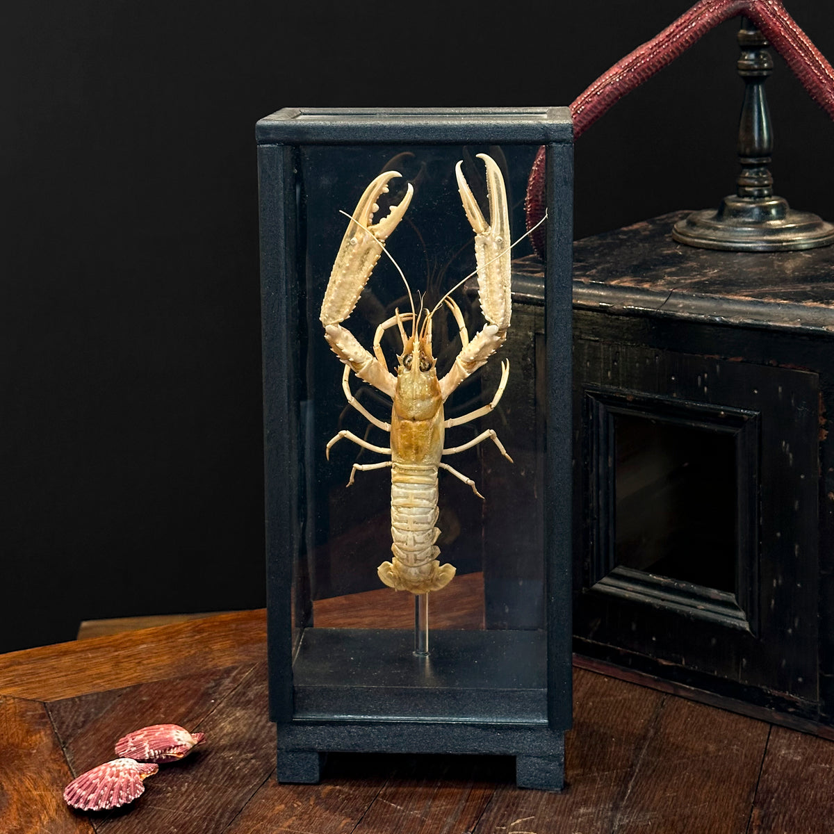 Petite Langouste