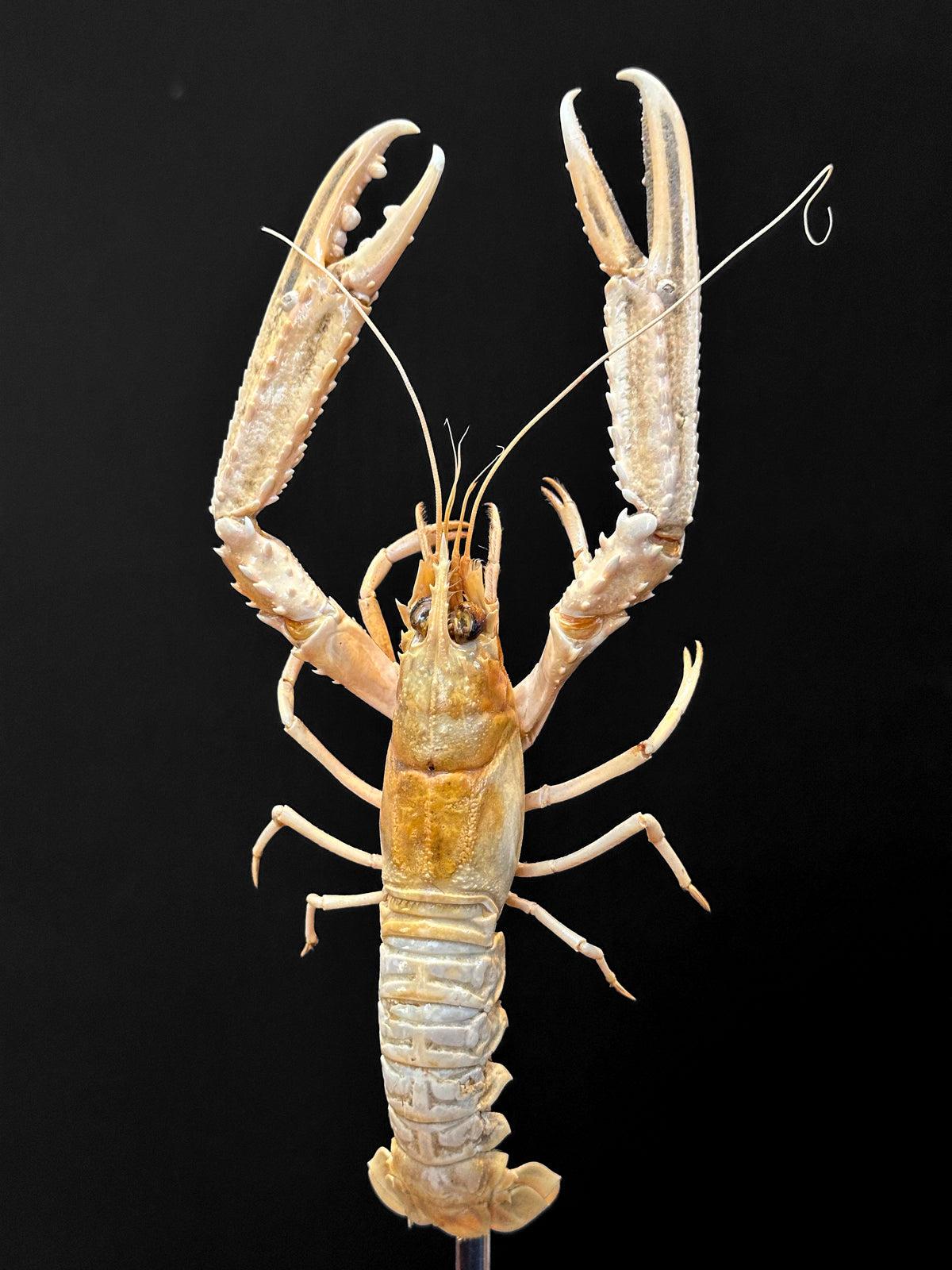 Petite Langouste
