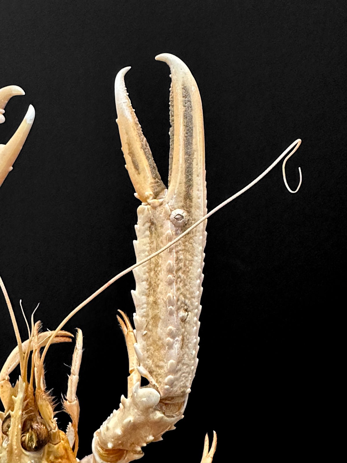 Petite Langouste