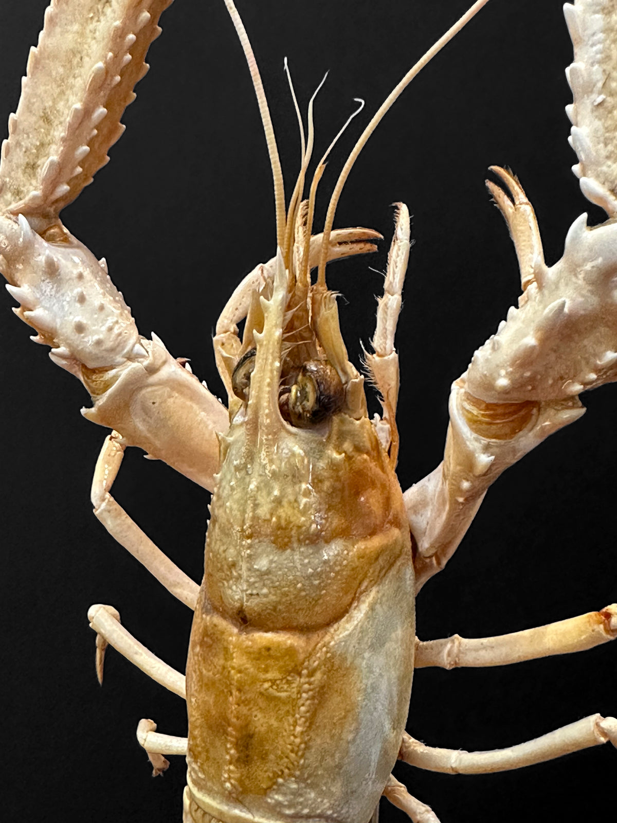 Petite Langouste