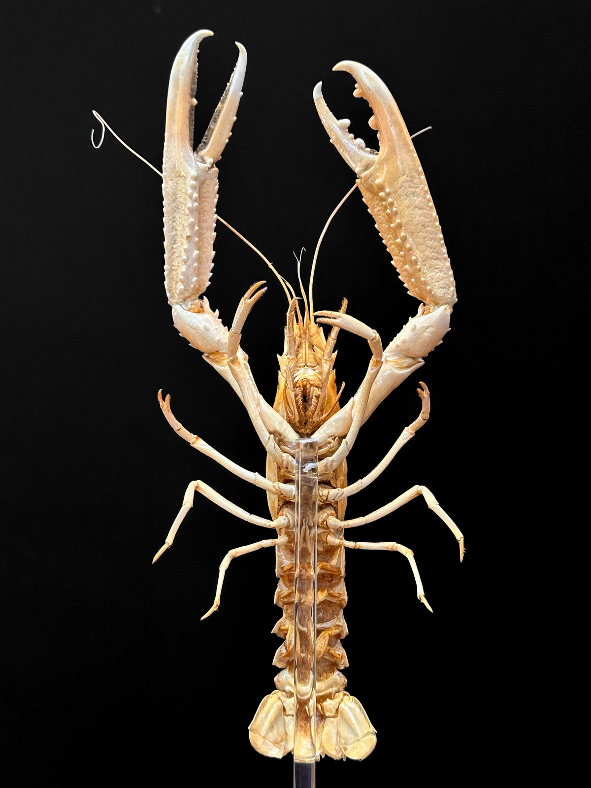 Petite Langouste