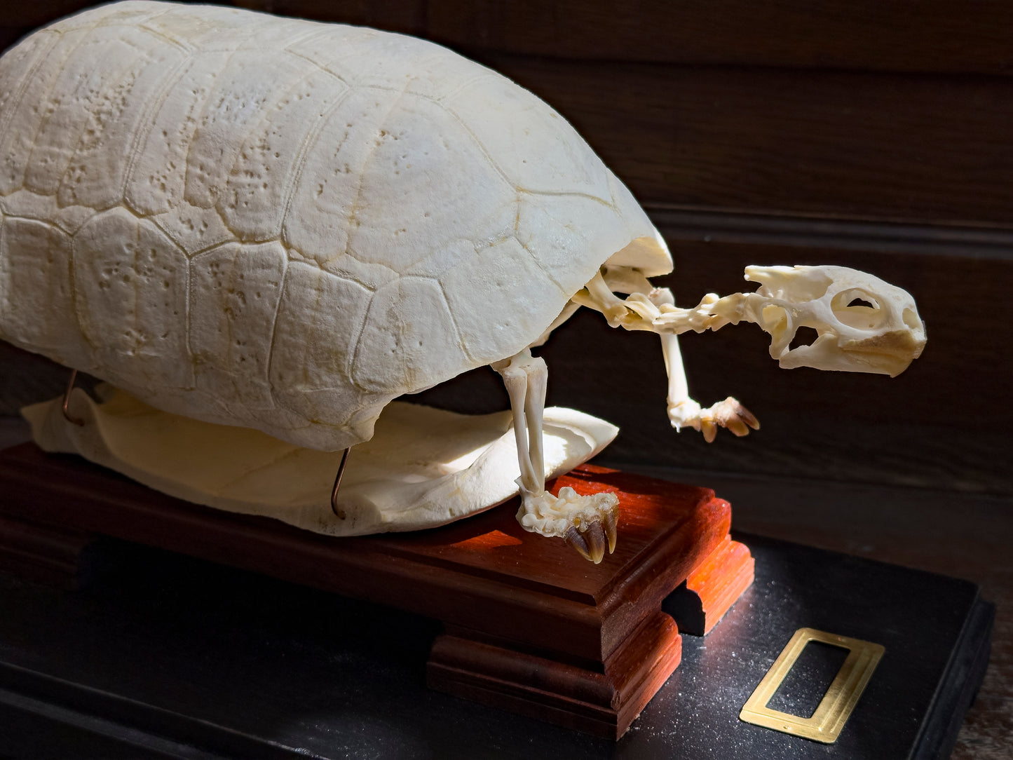 Squelette de Tortue charbonnière à pattes rouges