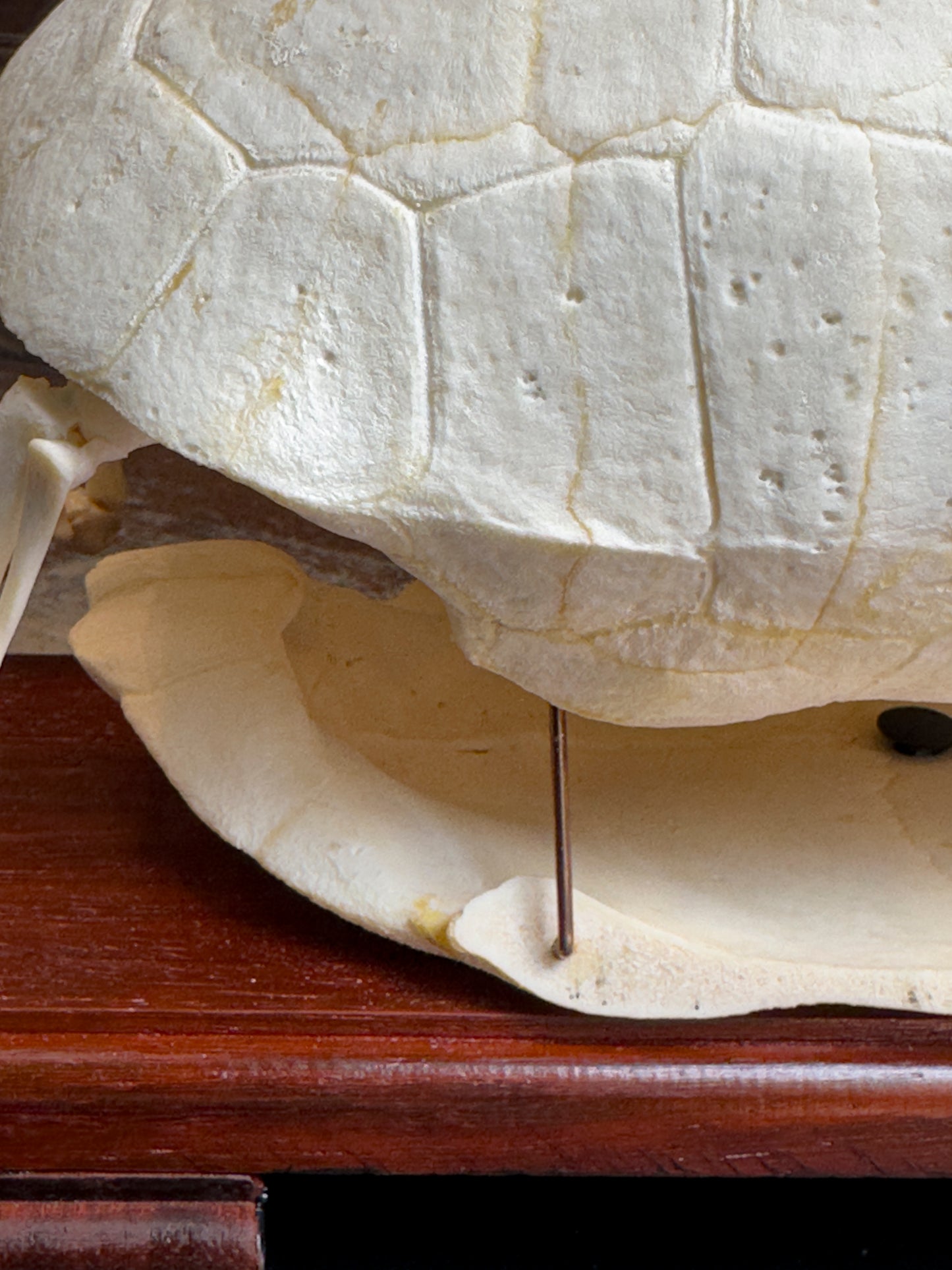 Squelette de Tortue charbonnière à pattes rouges
