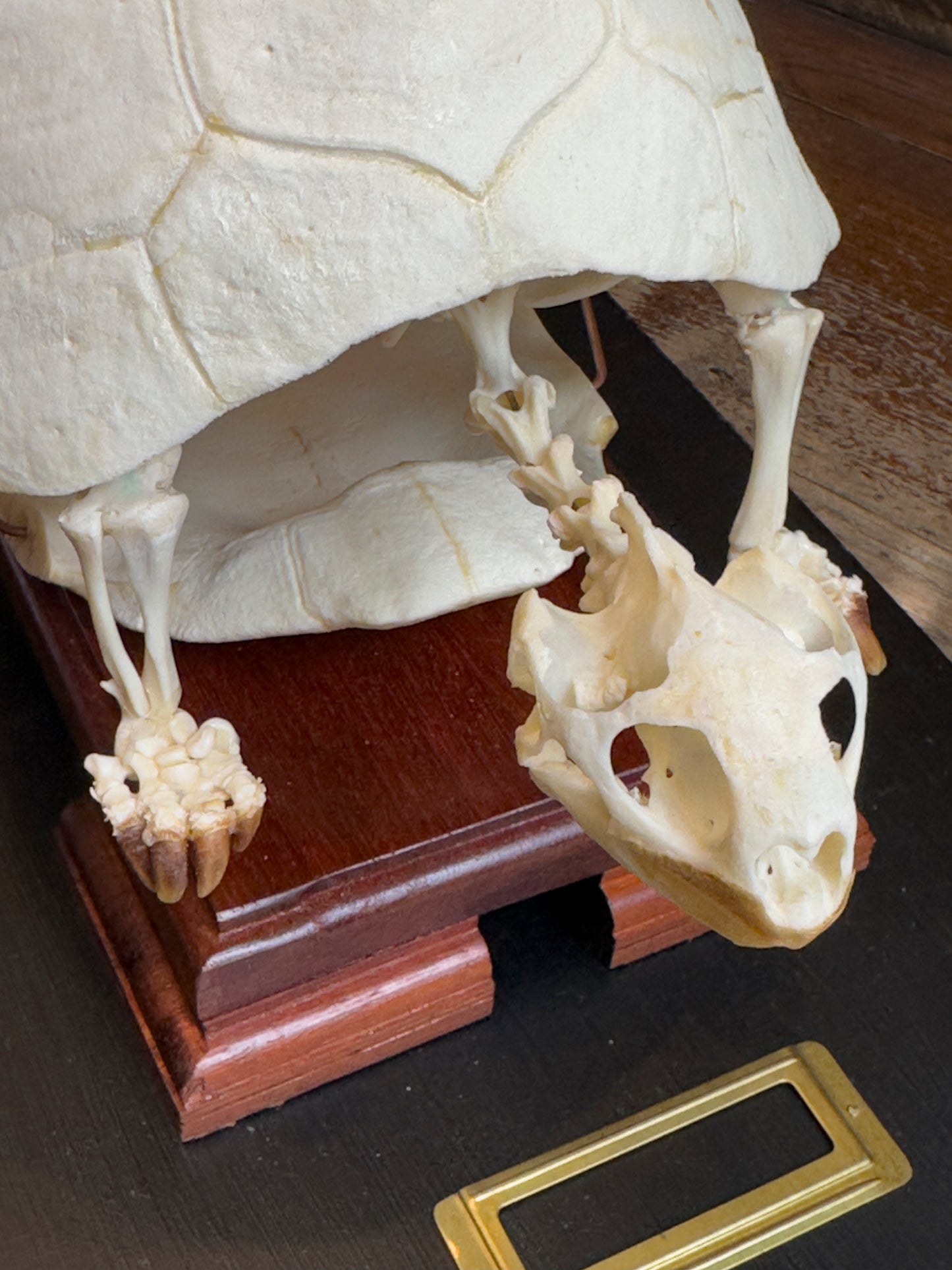 Squelette de Tortue charbonnière à pattes rouges