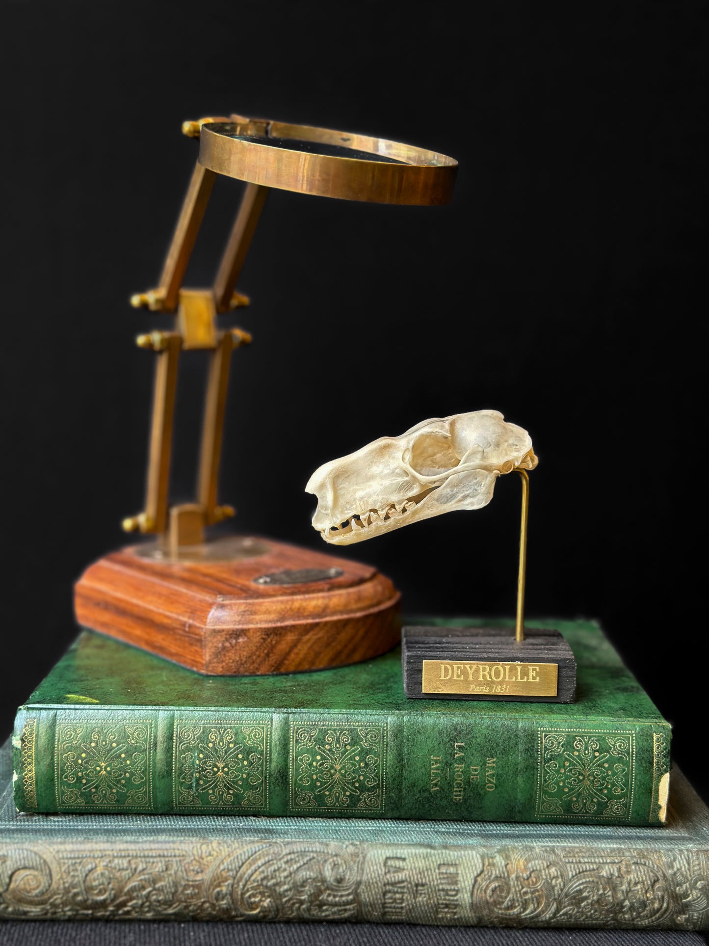 Crâne de chauve-souris à tête de marteau