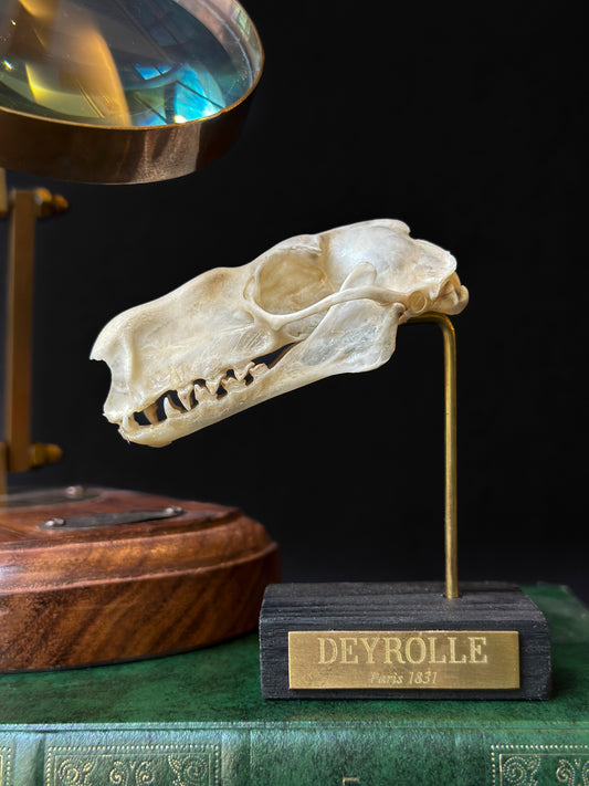 Crâne de chauve-souris à tête de marteau