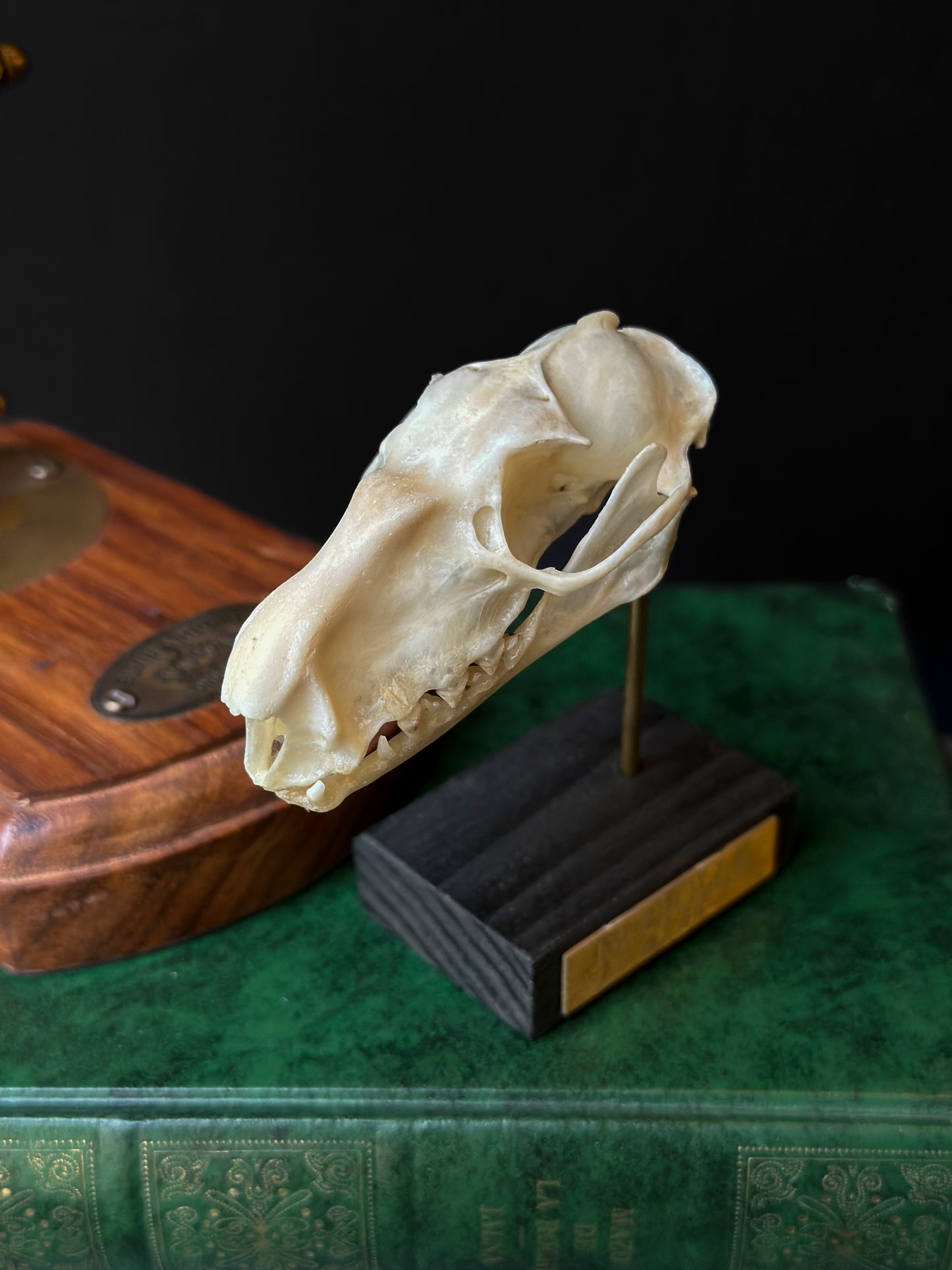 Crâne de chauve-souris à tête de marteau