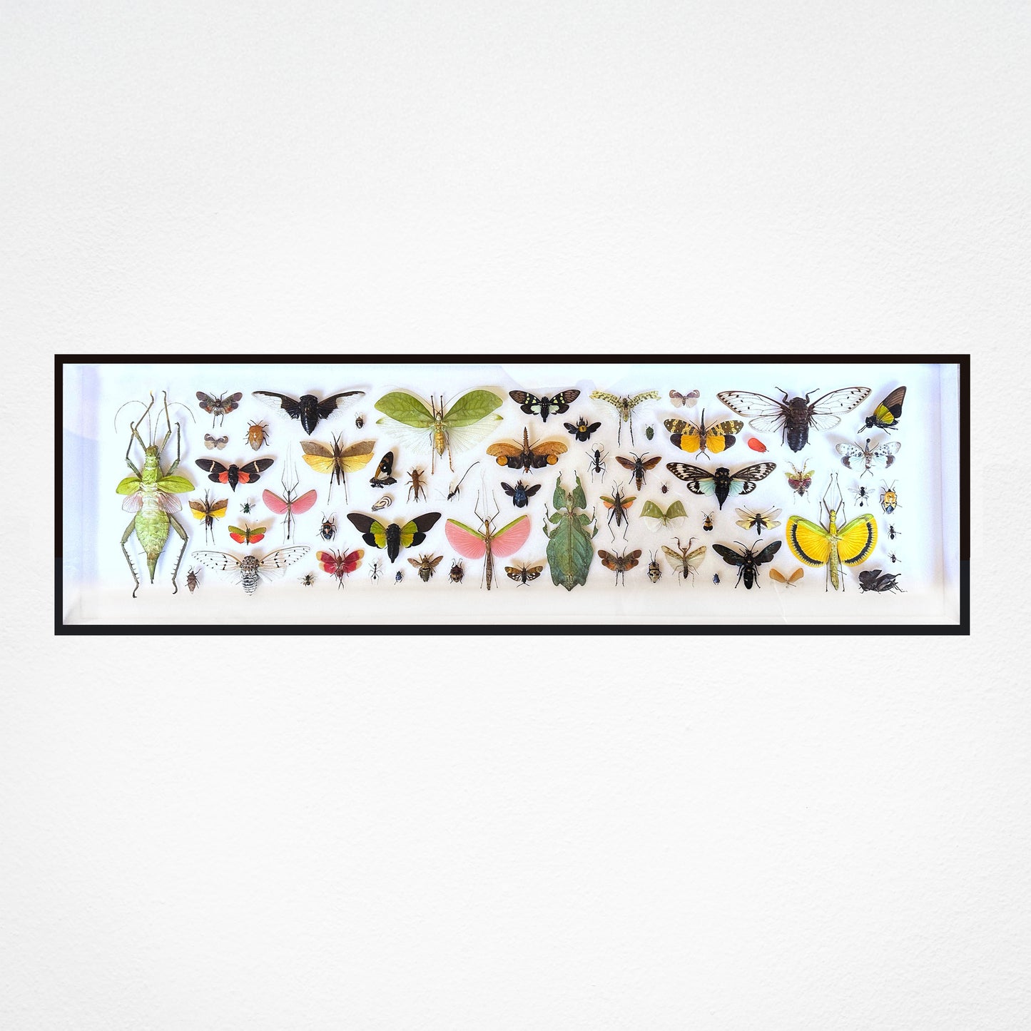 Panorama entomologique Médium