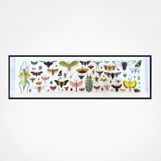 Panorama entomologique Médium