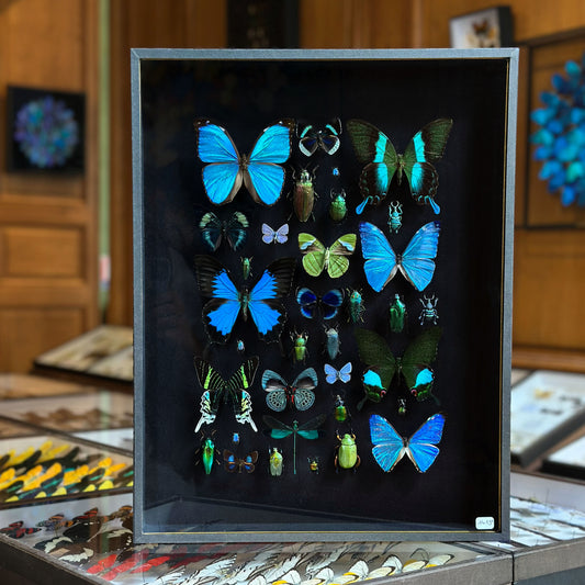 Blue entomological composition