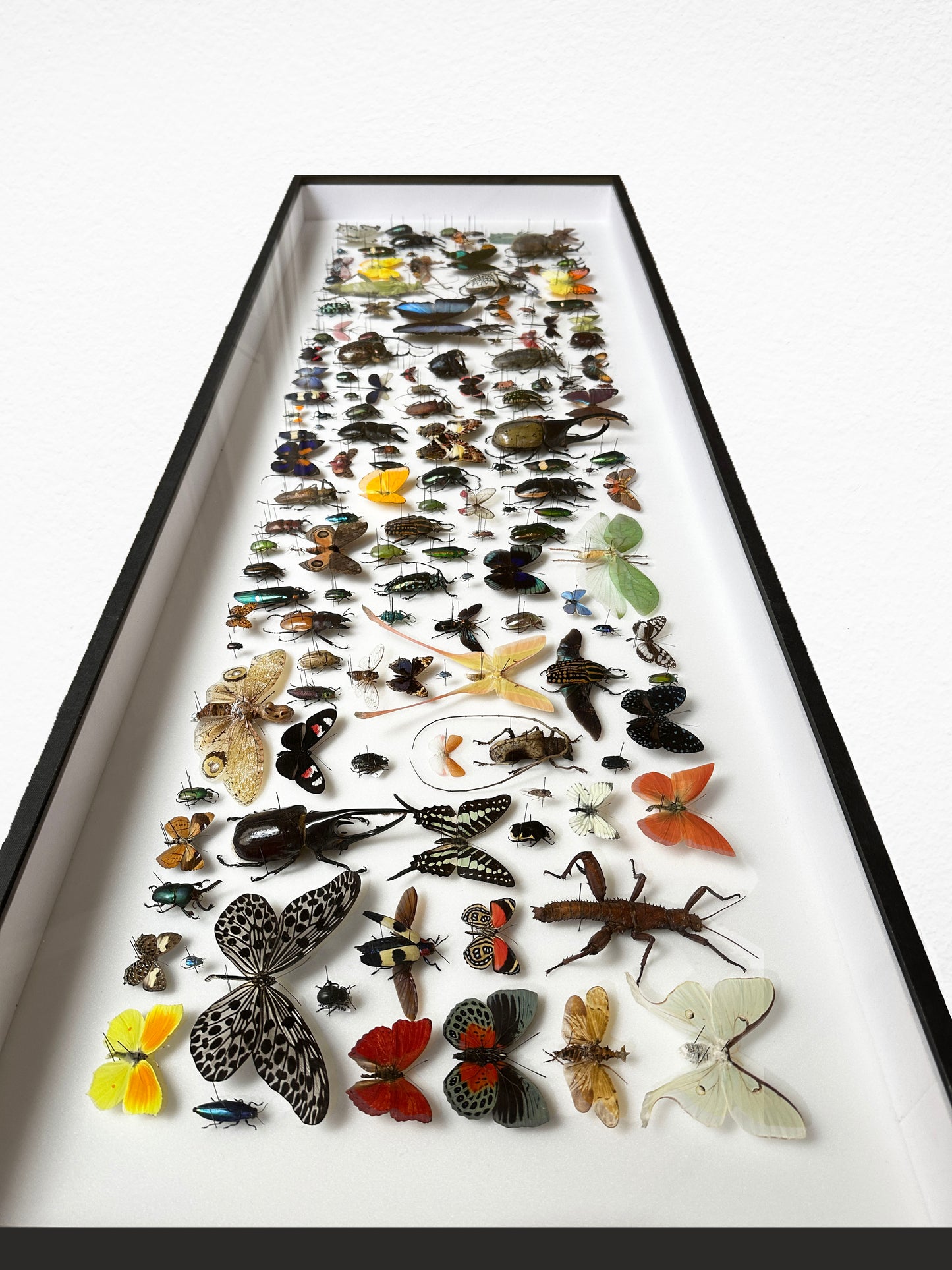 Grand Panorama Entomologique