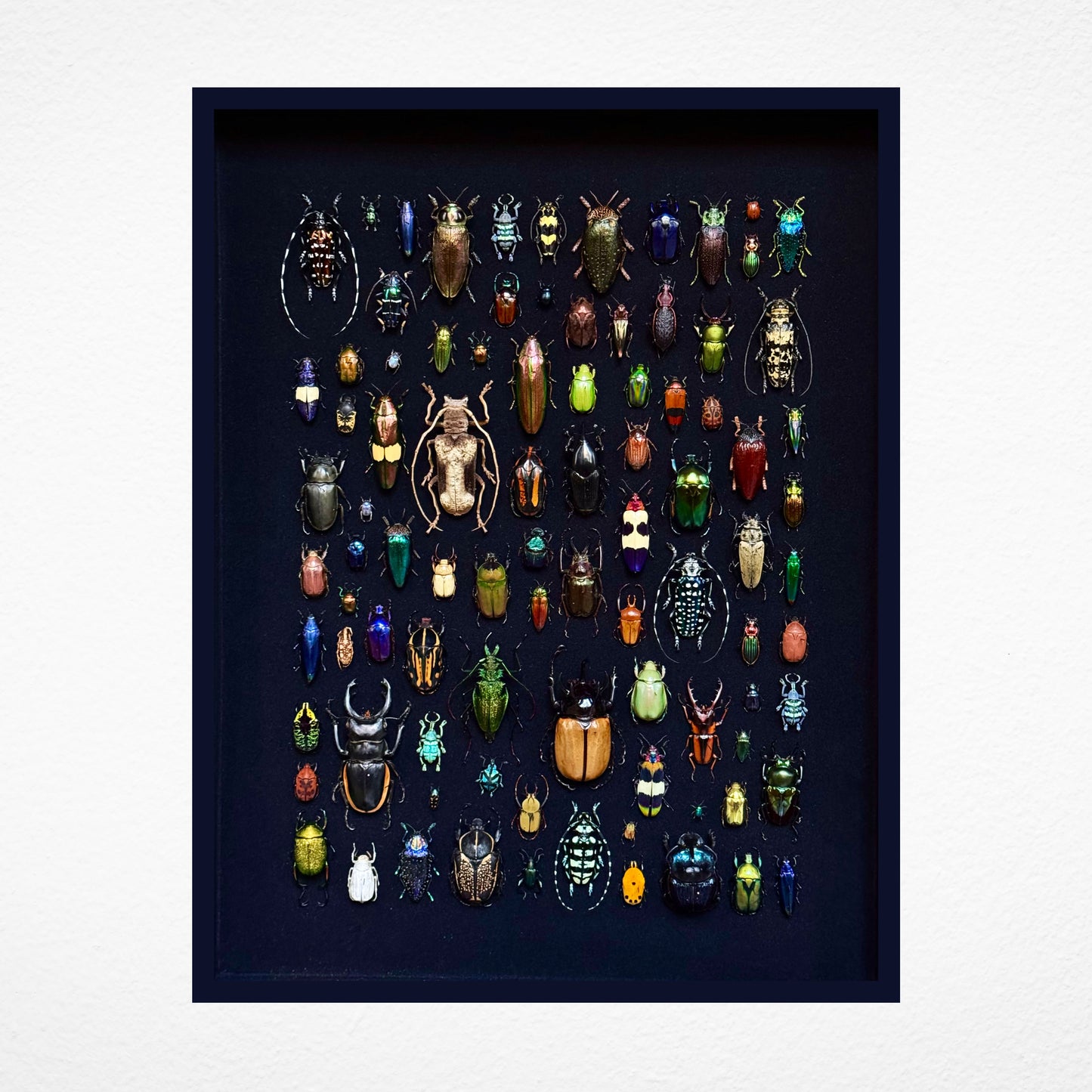 Rectangular beetle composition