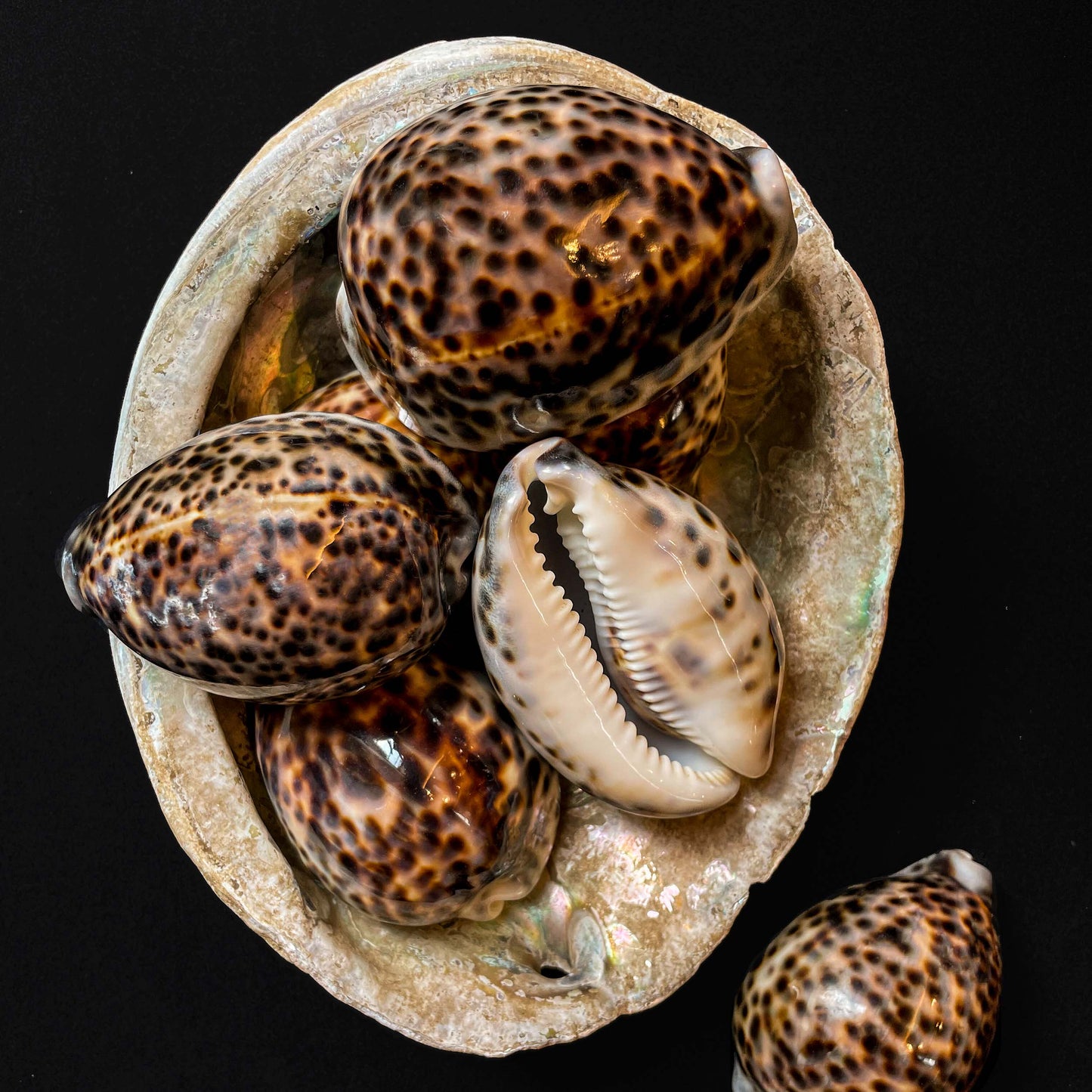 Cypraea tigris