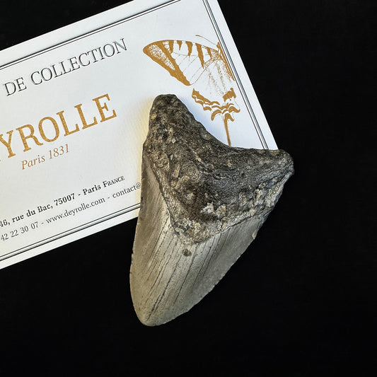 Megalodon Tooth