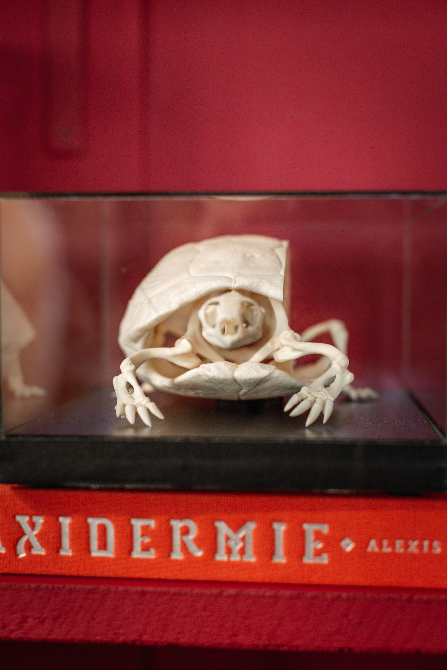 Squelette découpé de Tortue Horsfield sous verre