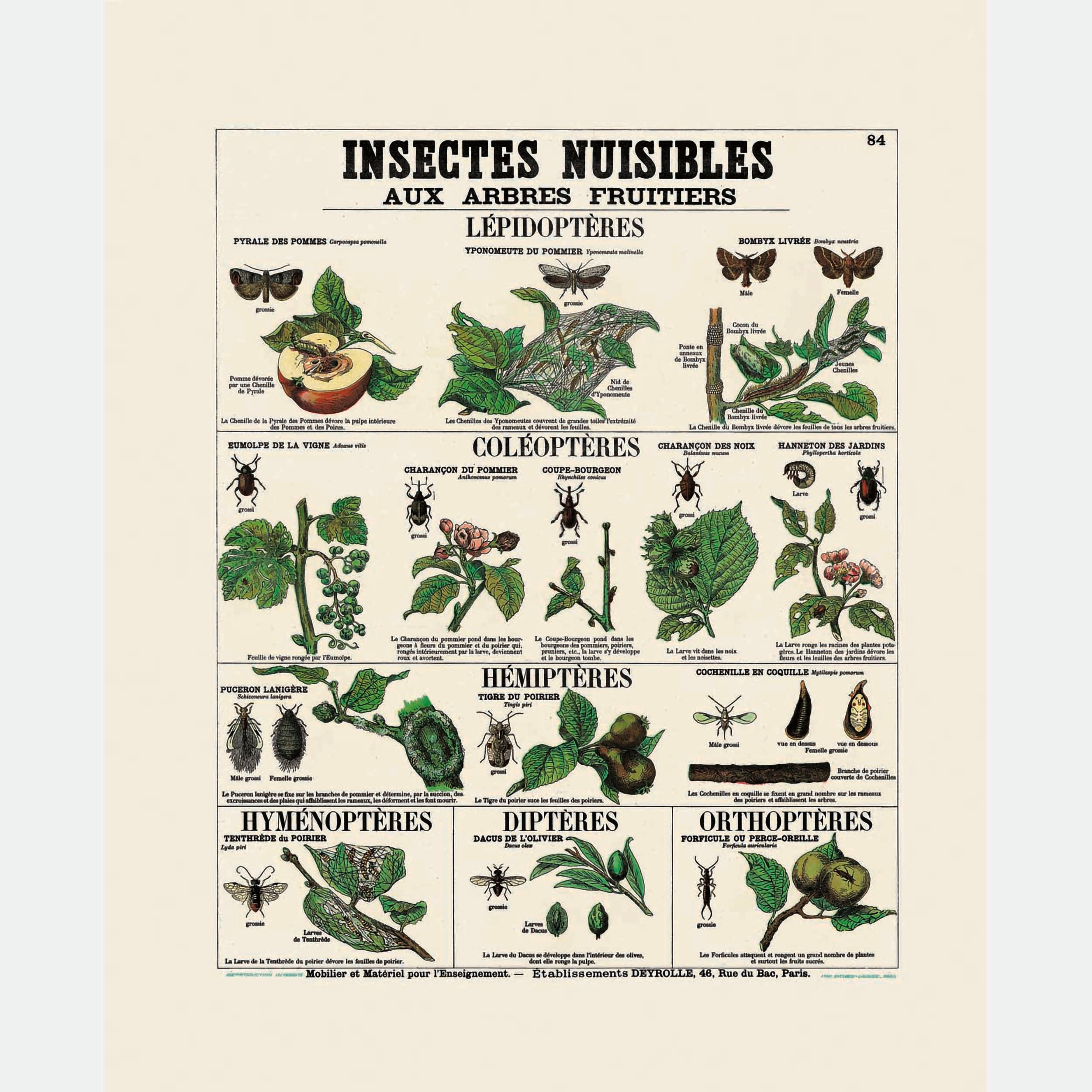 Insectes Nuisibles – Deyrolle