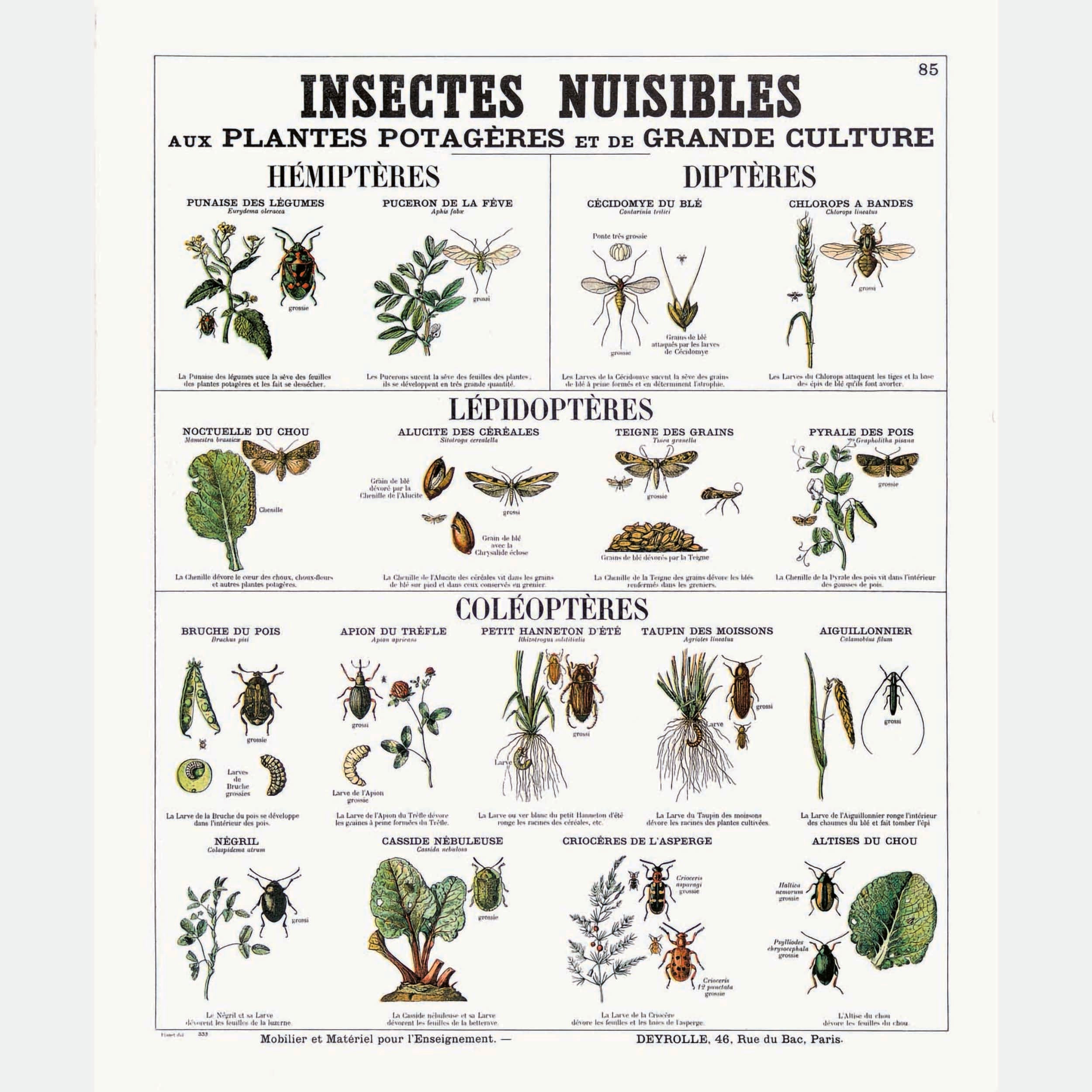 Insectes Nuisibles – Deyrolle