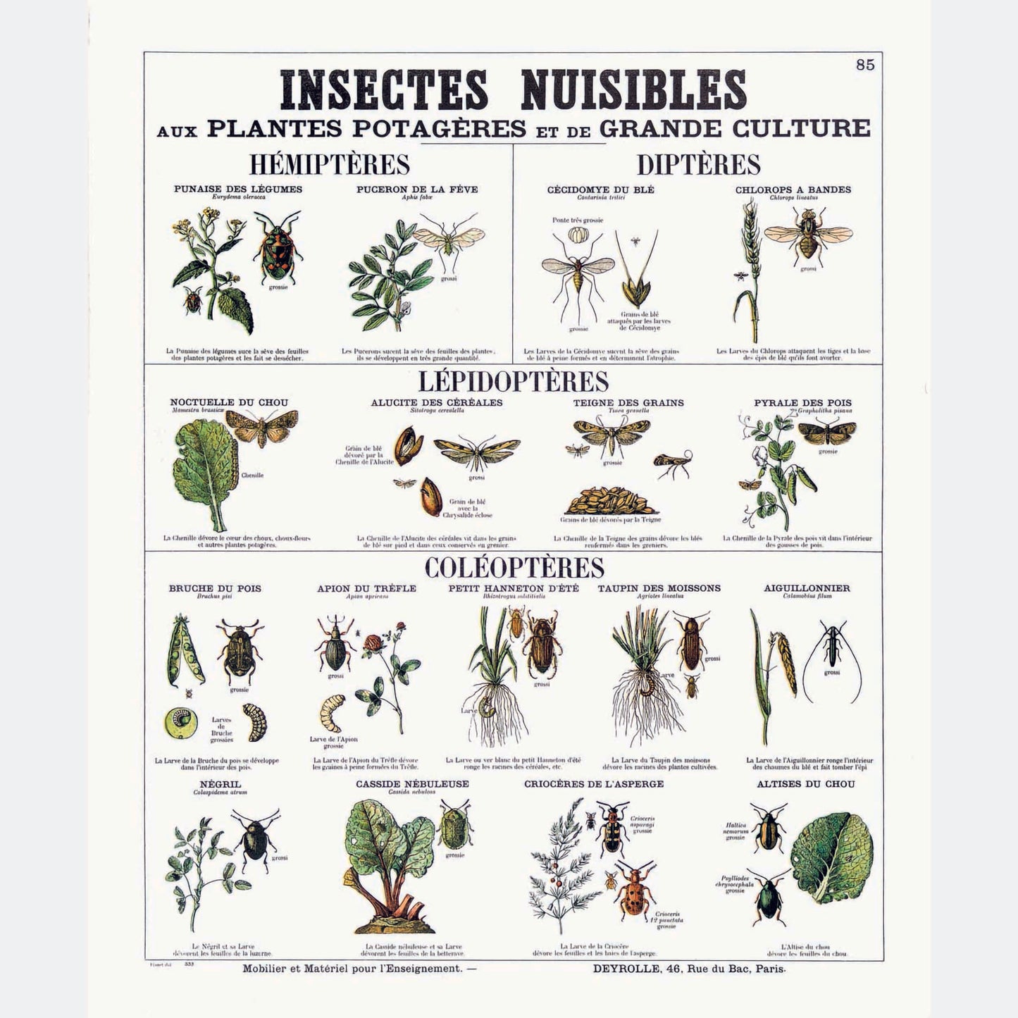 Insectes Nuisibles