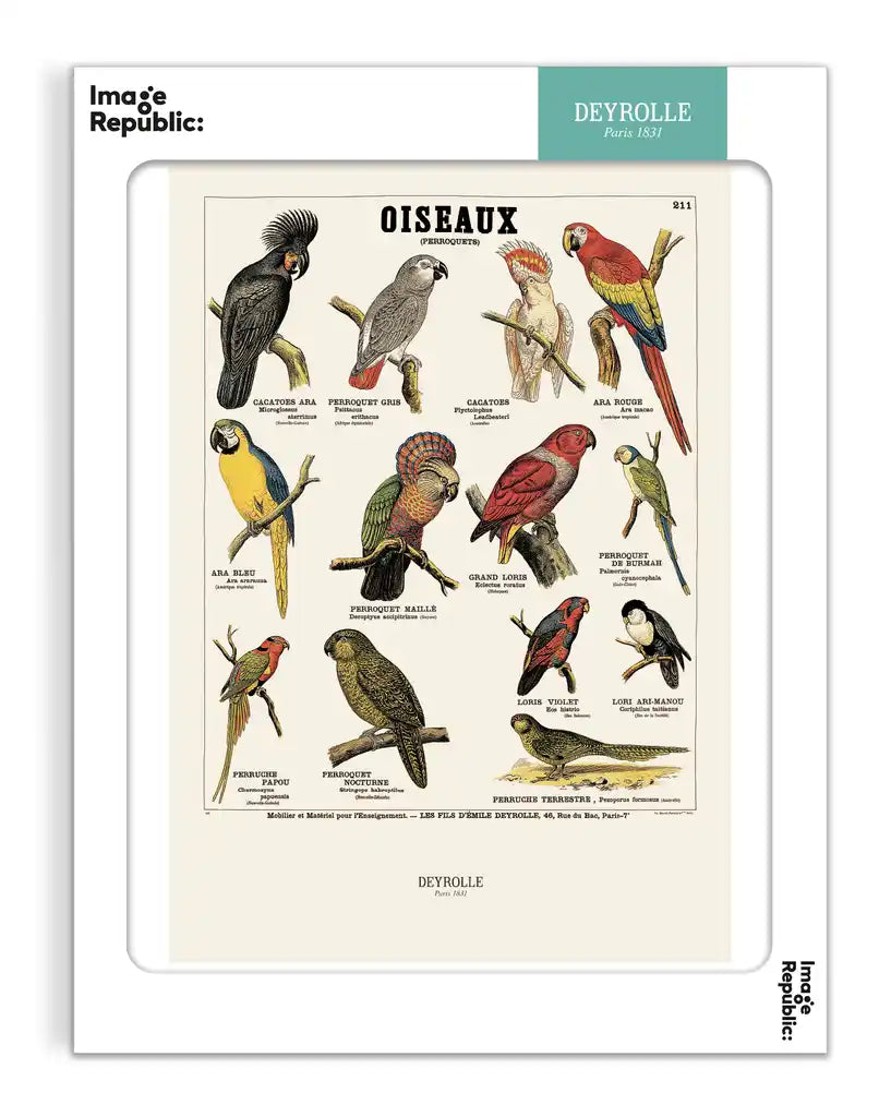 Les oiseaux (perroquets) - Deyrolle x Image Republic