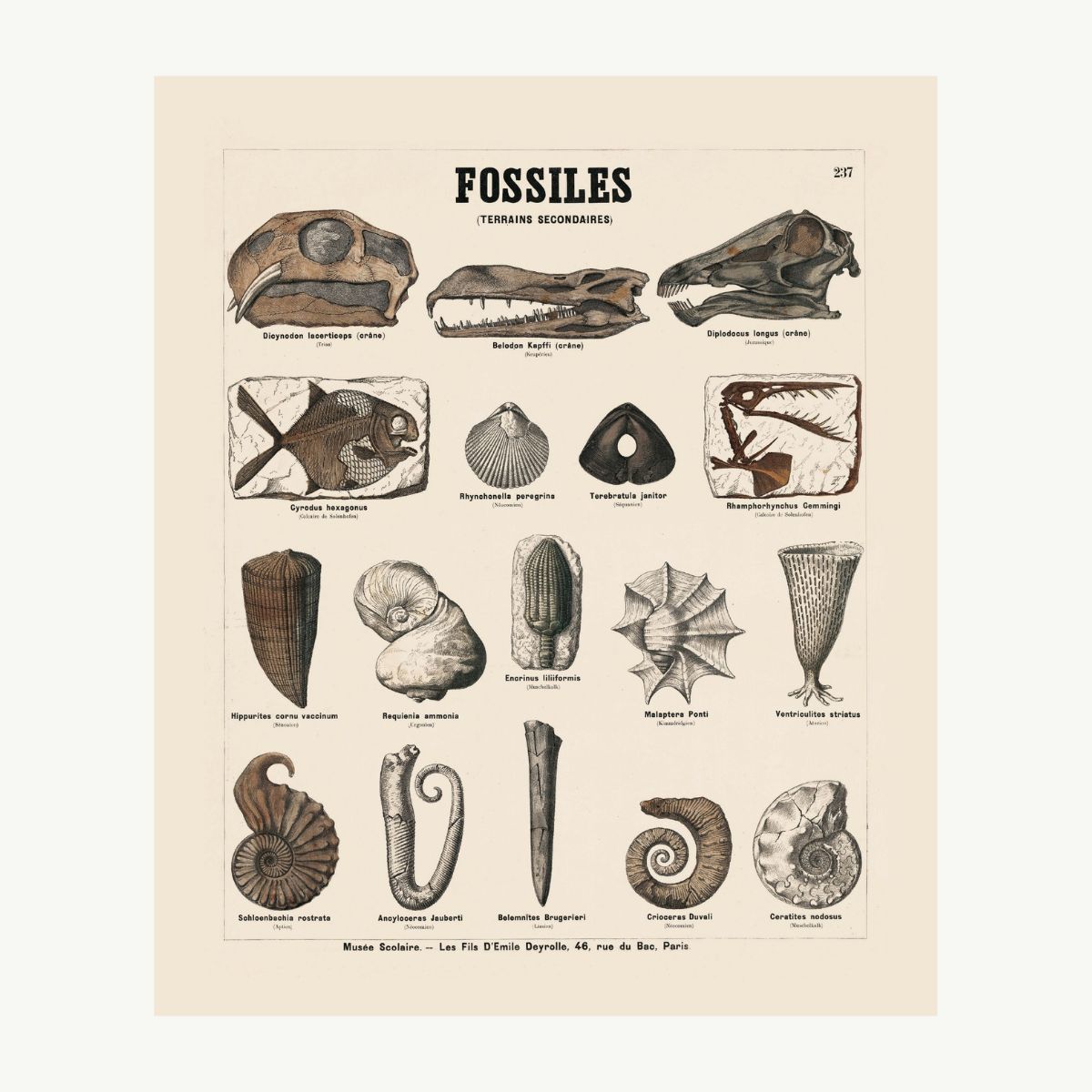 Fossils