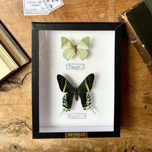 Charaxes eupale and Urania leilus