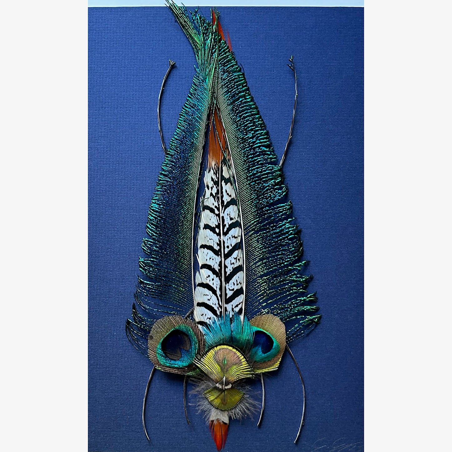Pavo cristatus /1