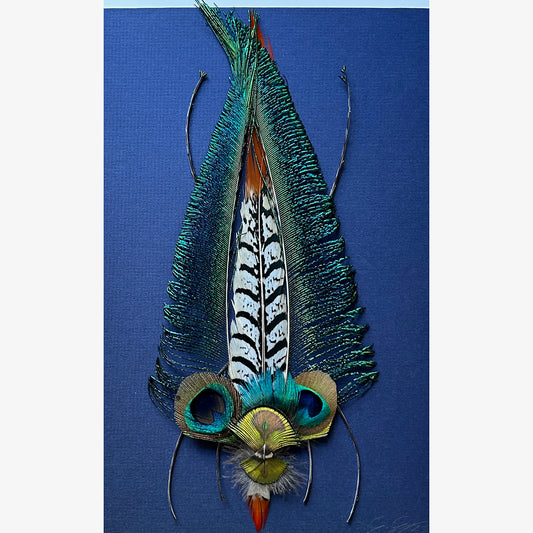 Pavo cristatus /1