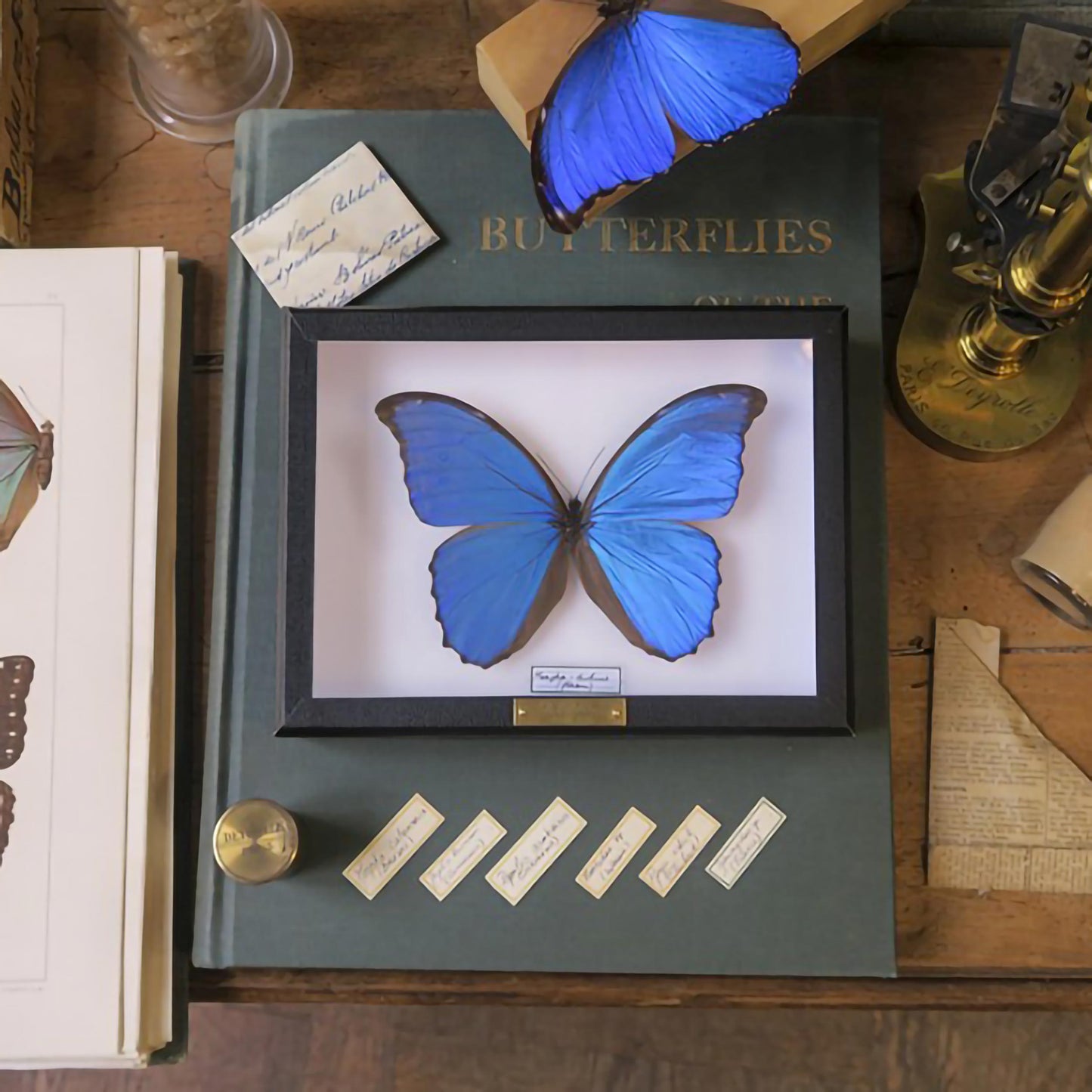 Morpho godarti