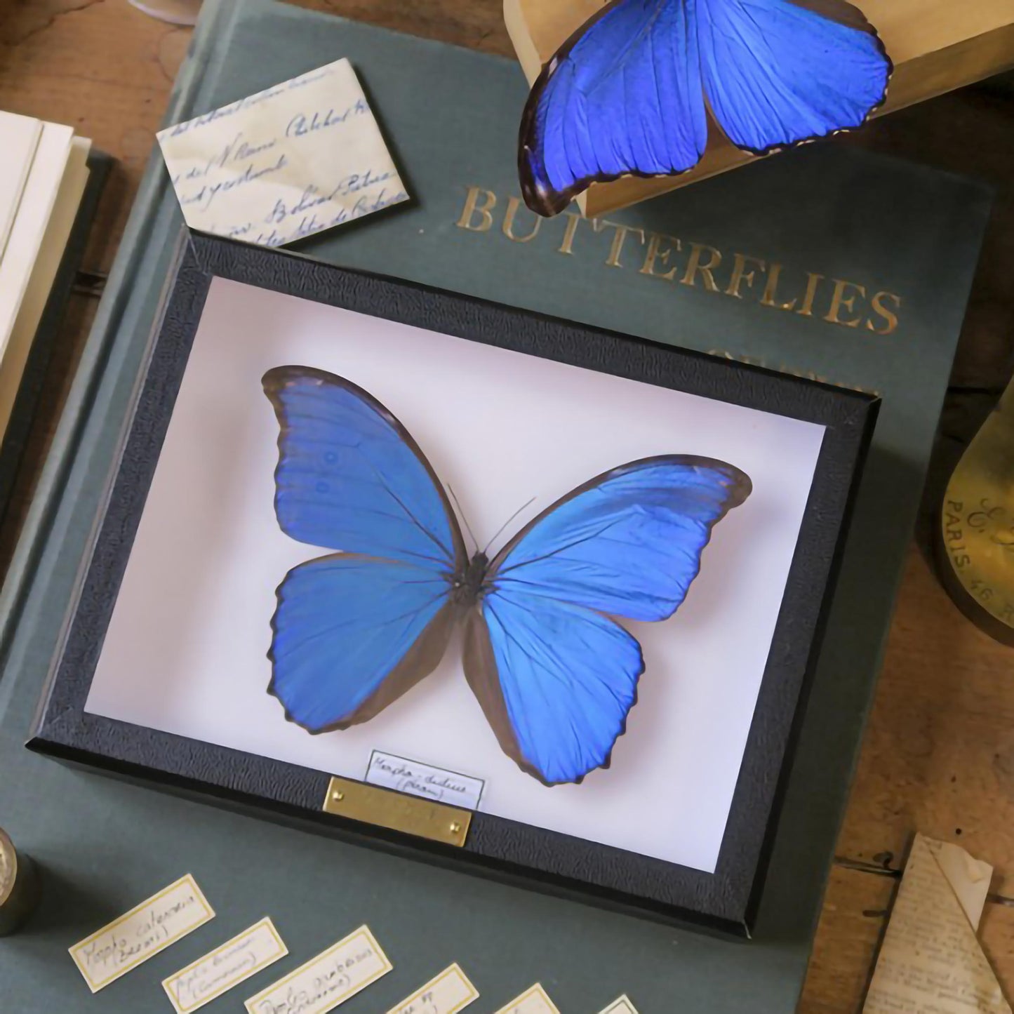 Morpho godarti