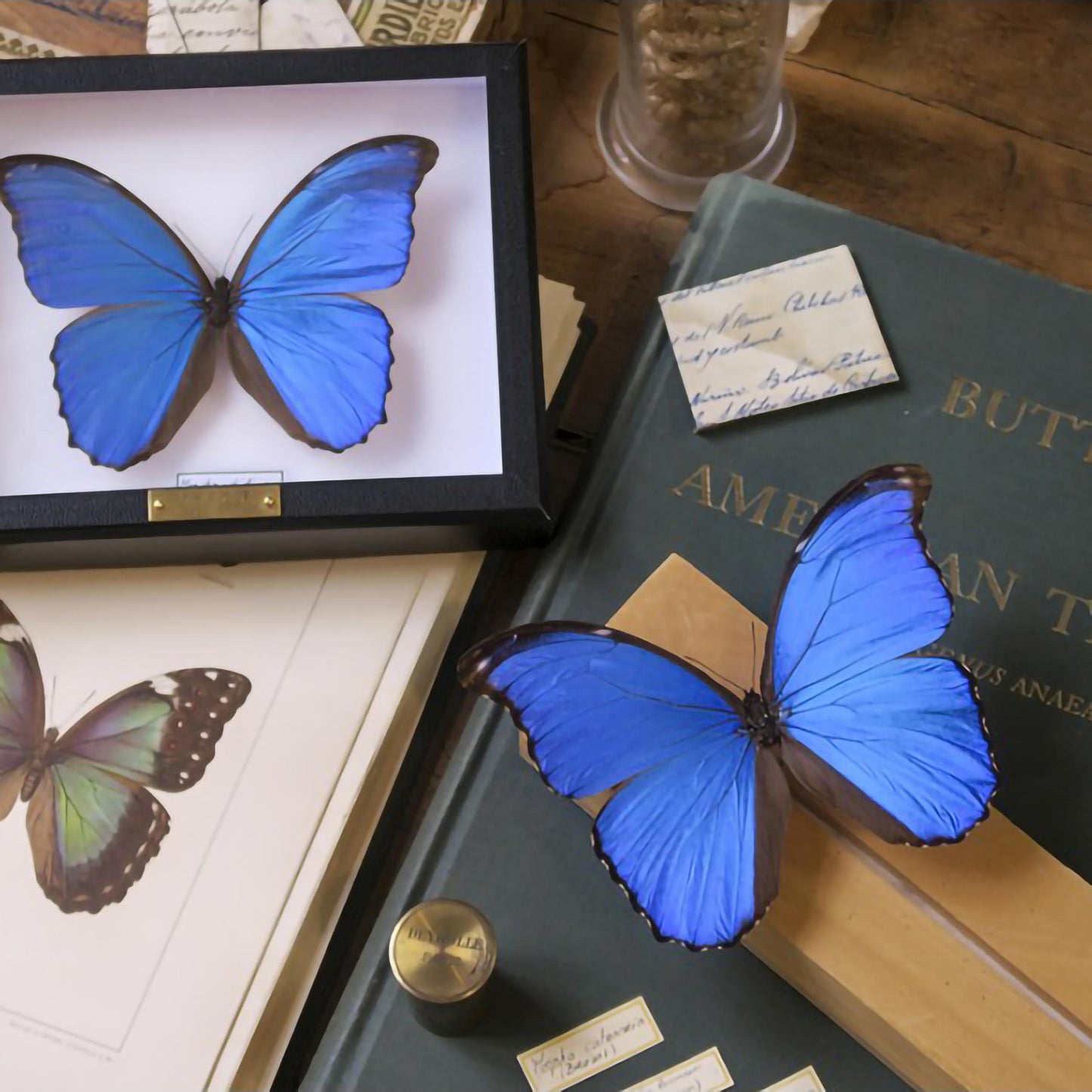 Morpho godarti