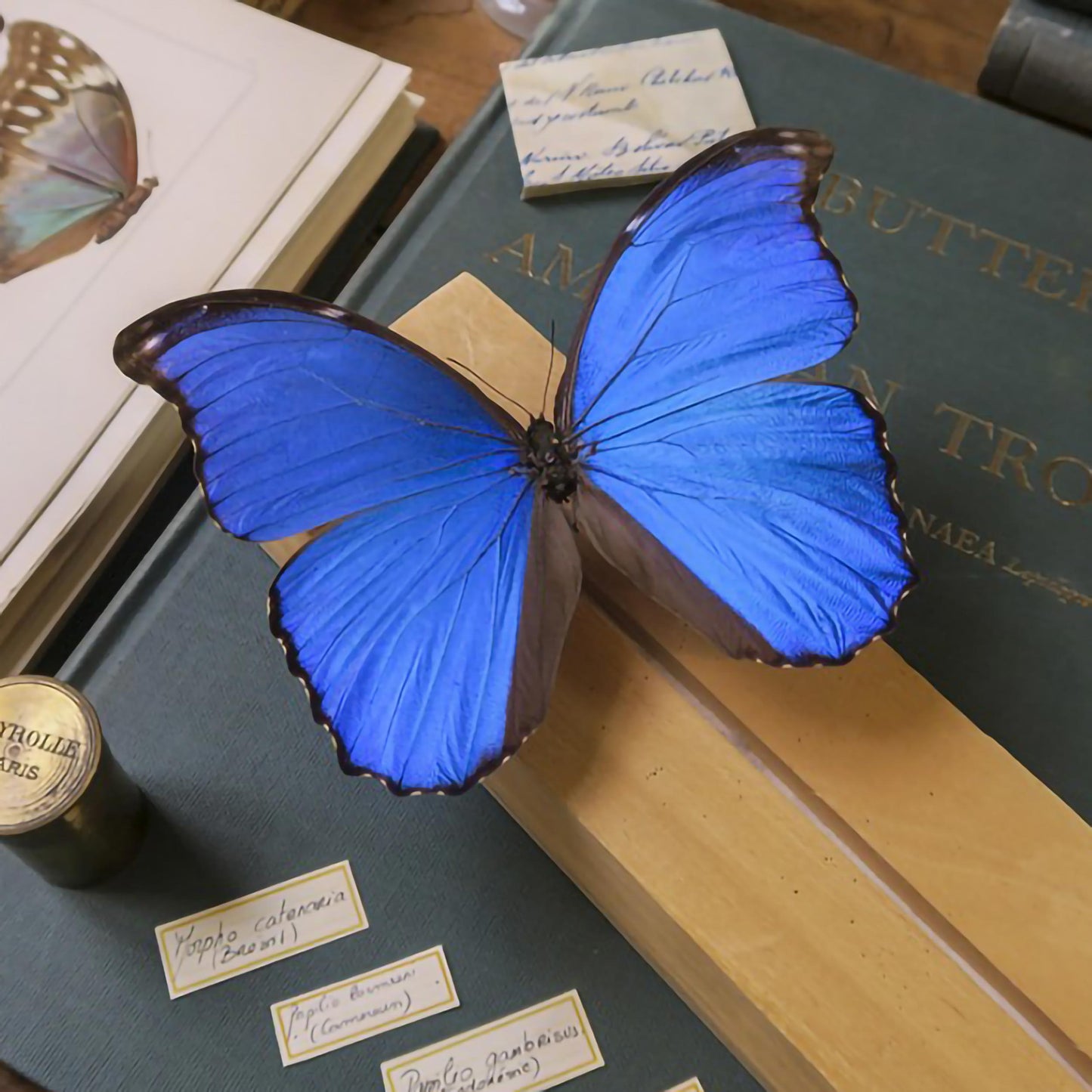 Morpho godarti