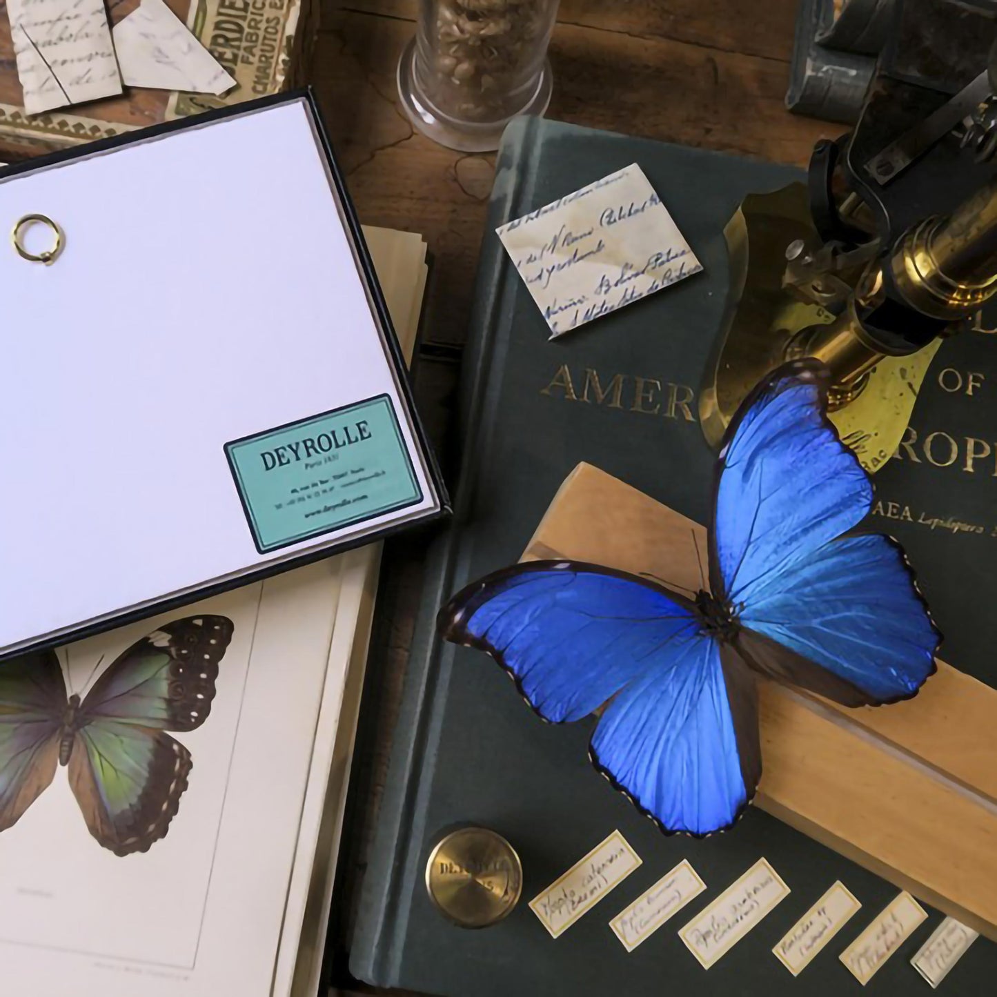 Morpho godarti