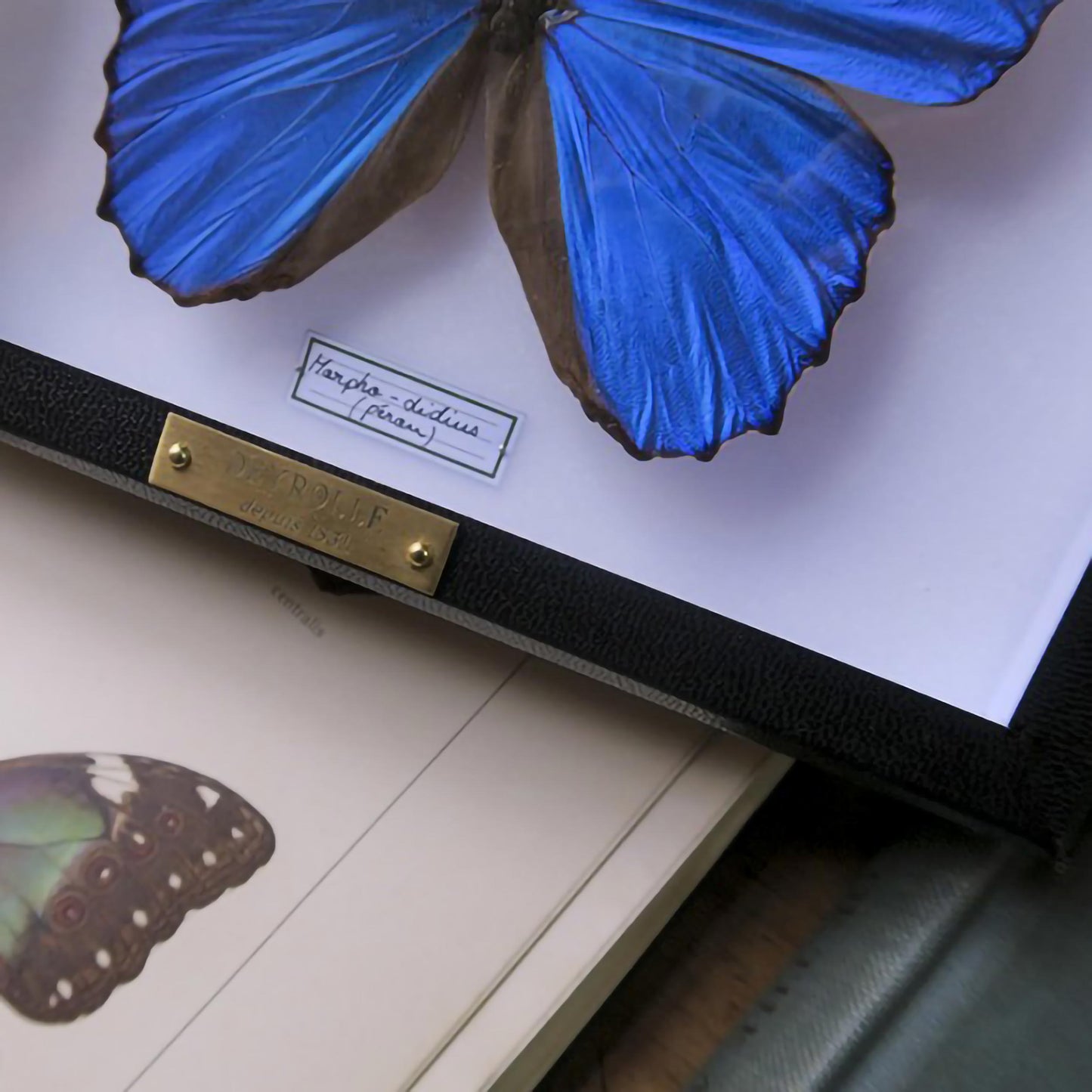 Morpho godarti