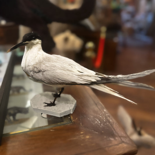Sandwich tern