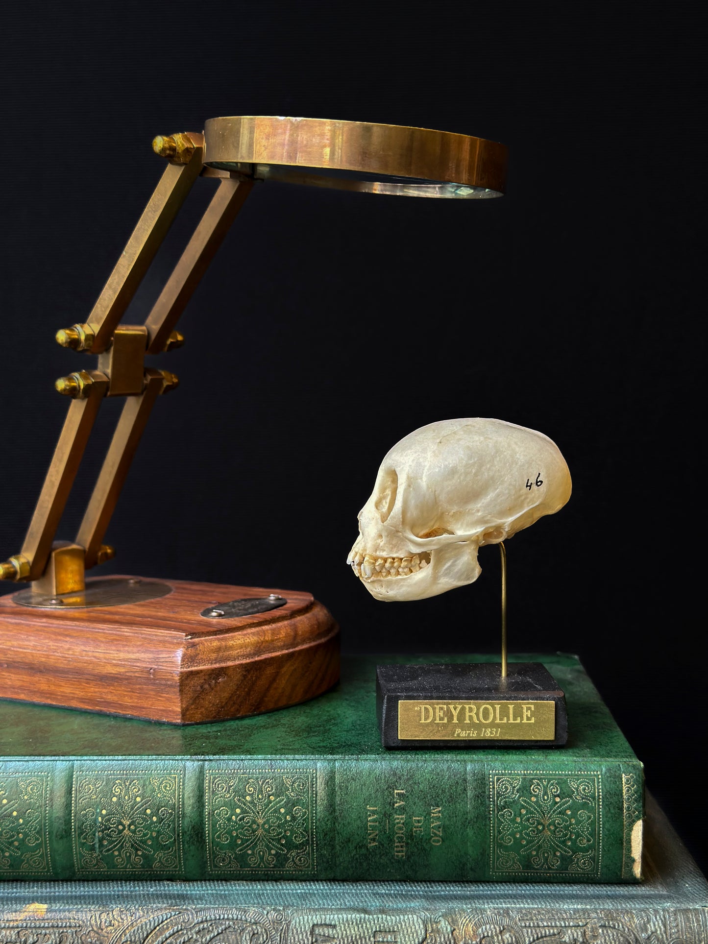 Crâne de Ouistiti commun