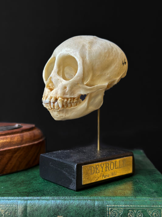 Crâne de Ouistiti commun