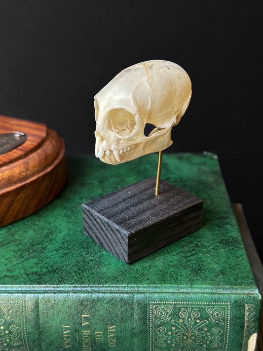 Crâne de Ouistiti pygmée