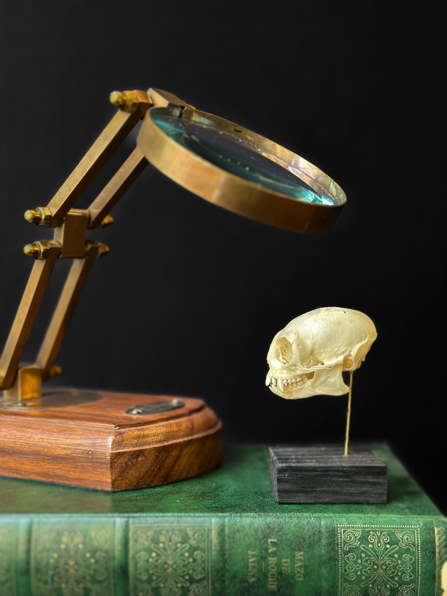 Crâne de Ouistiti pygmée