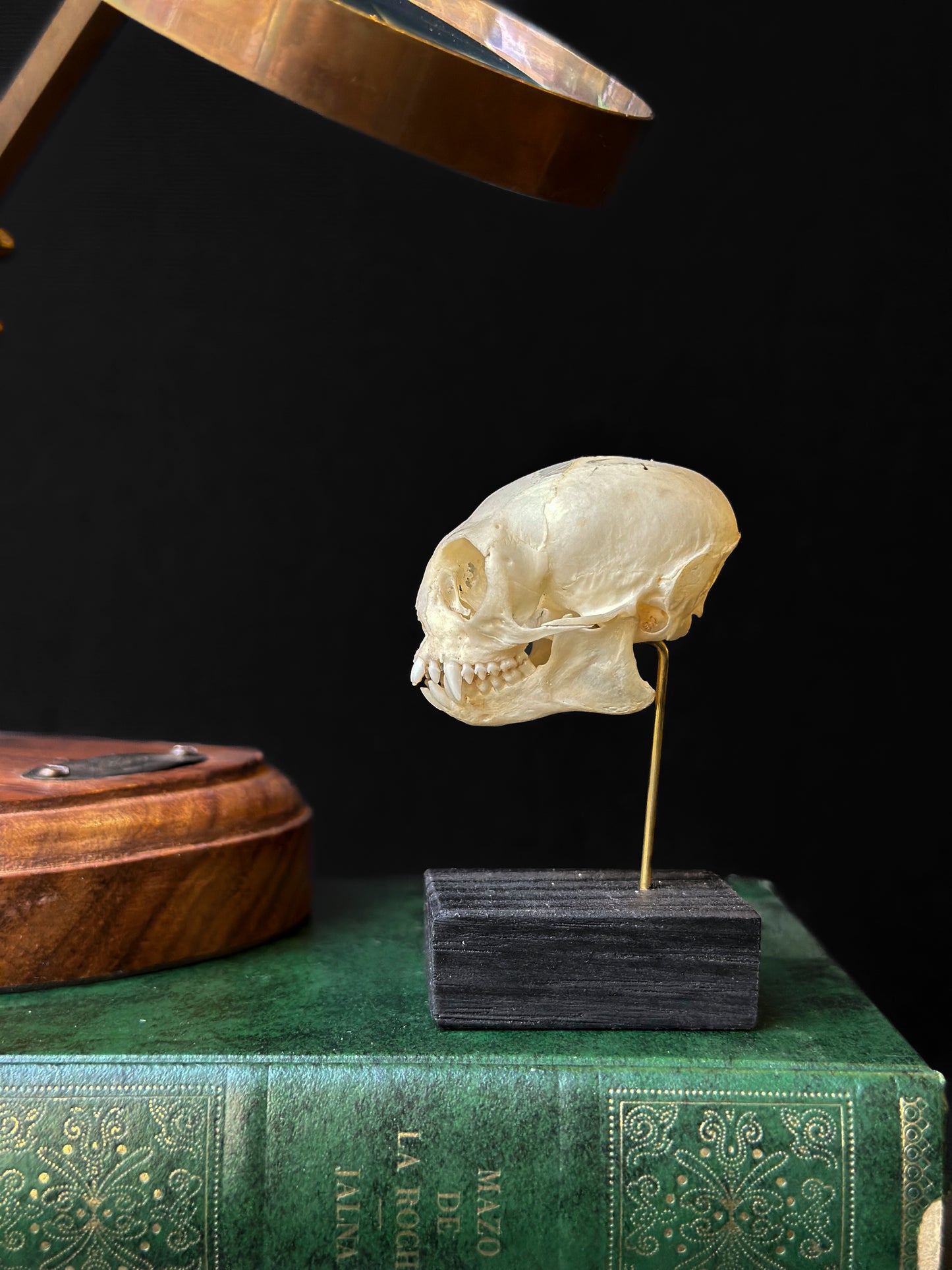 Crâne de Ouistiti pygmée