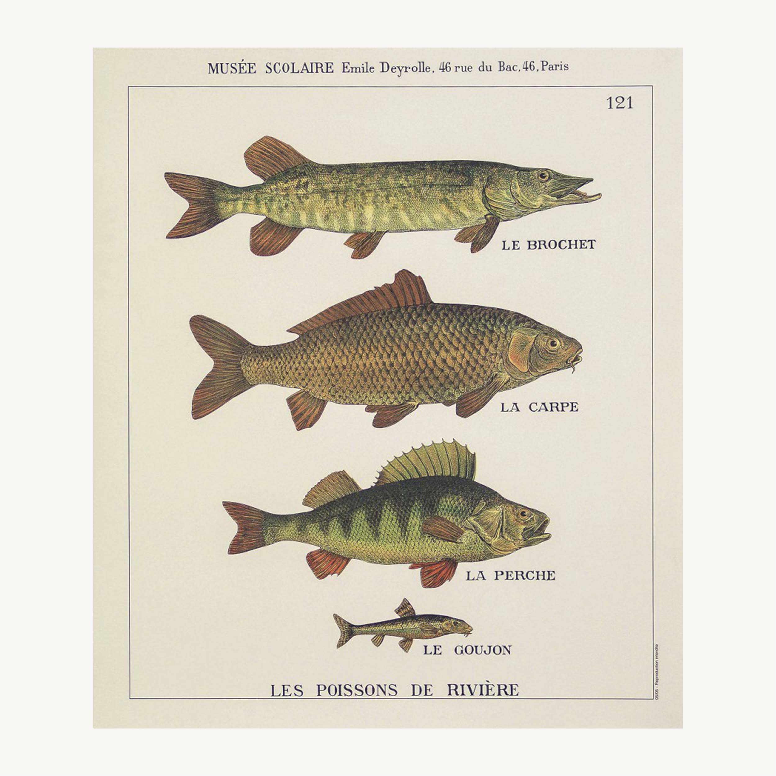 Poissons de rivière – Deyrolle