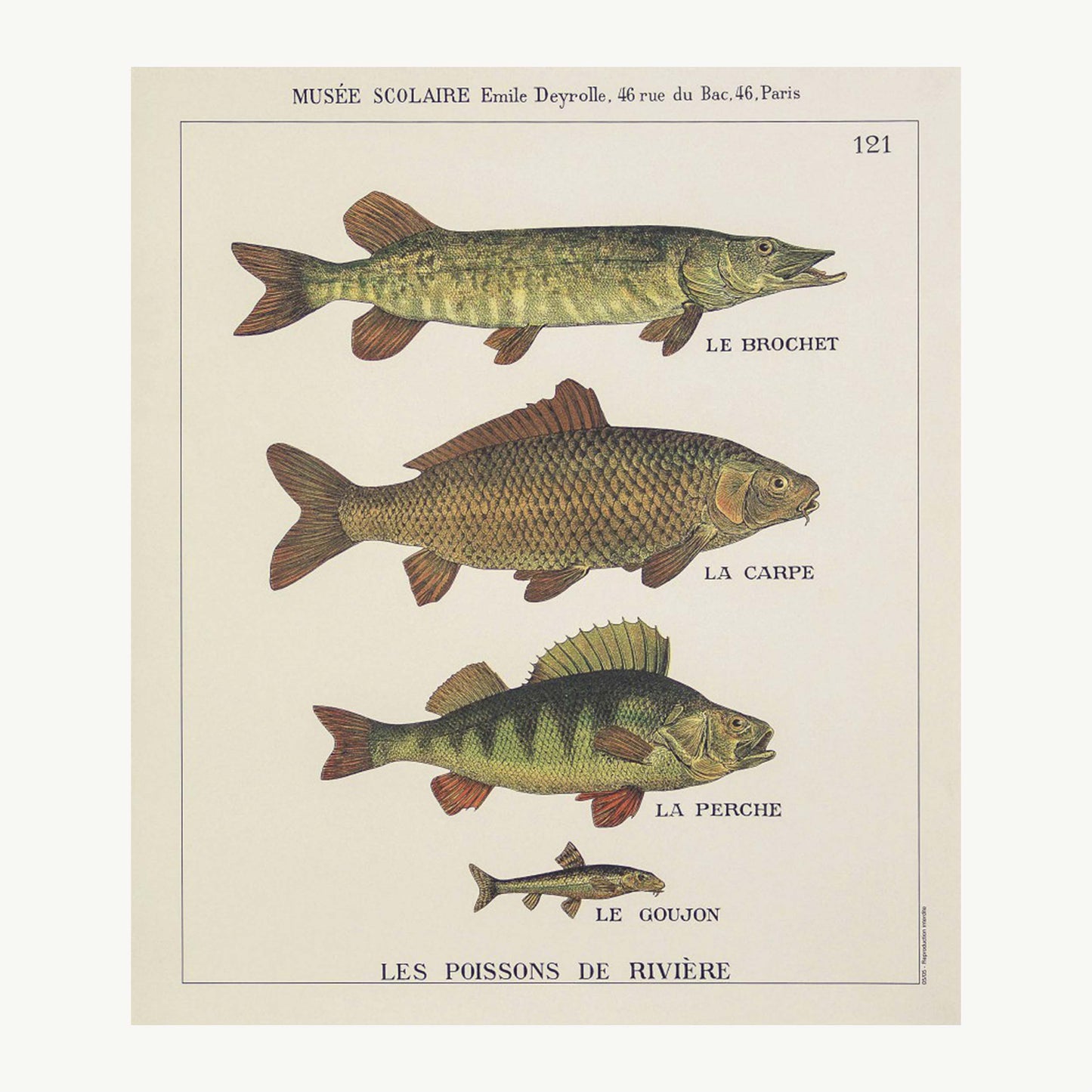 River fish