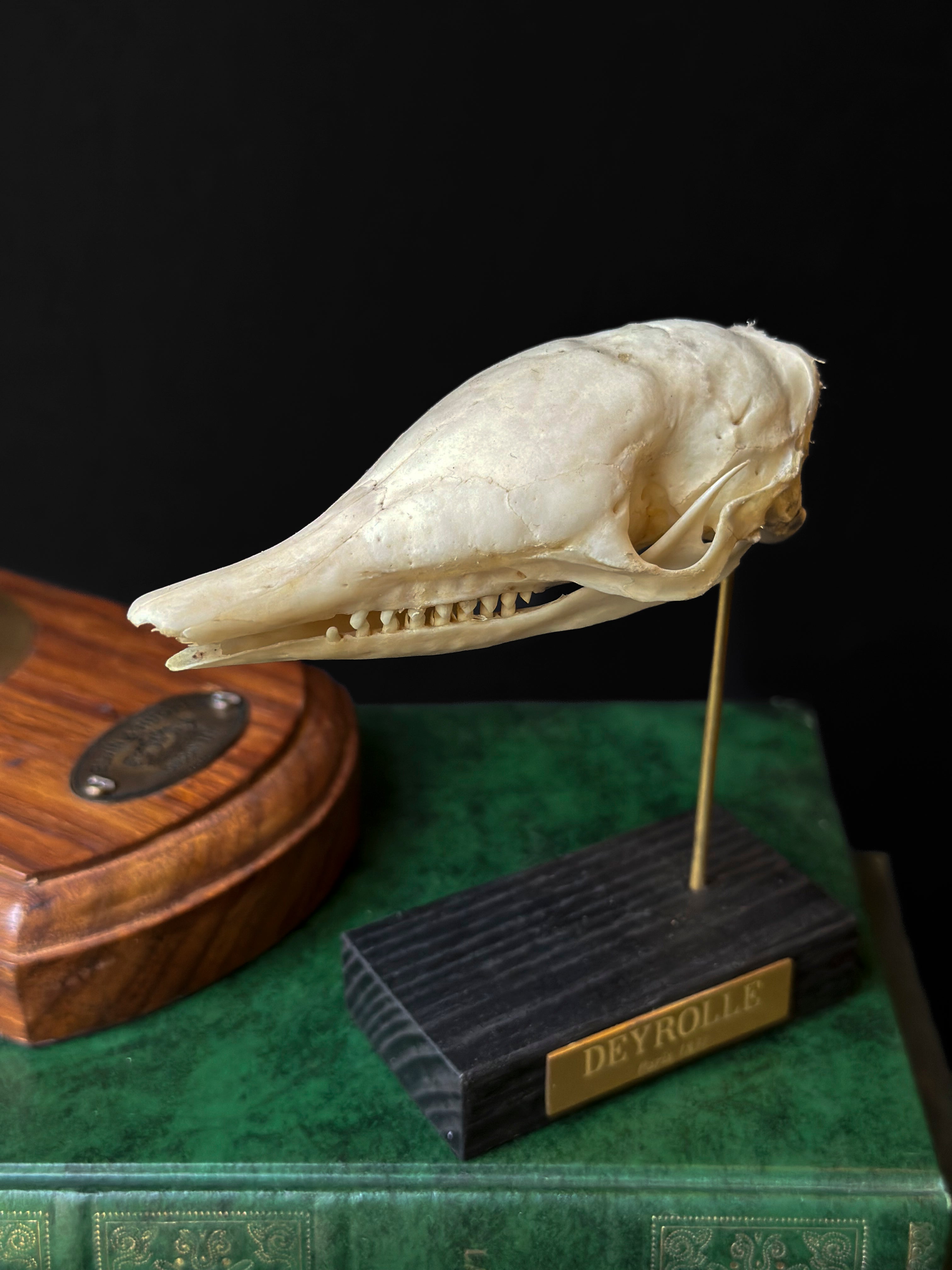 Nine-banded armadillo skull – Deyrolle