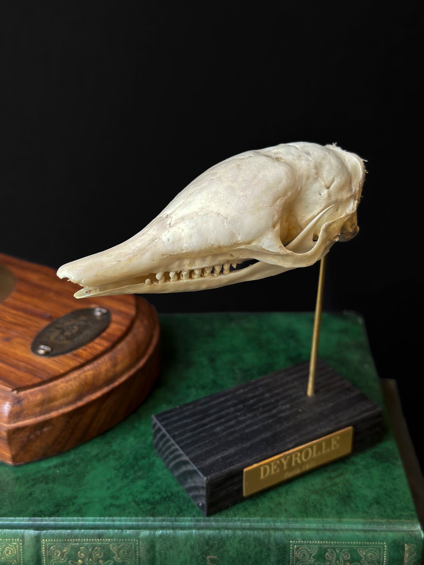 Crâne de tatou à neuf bandes