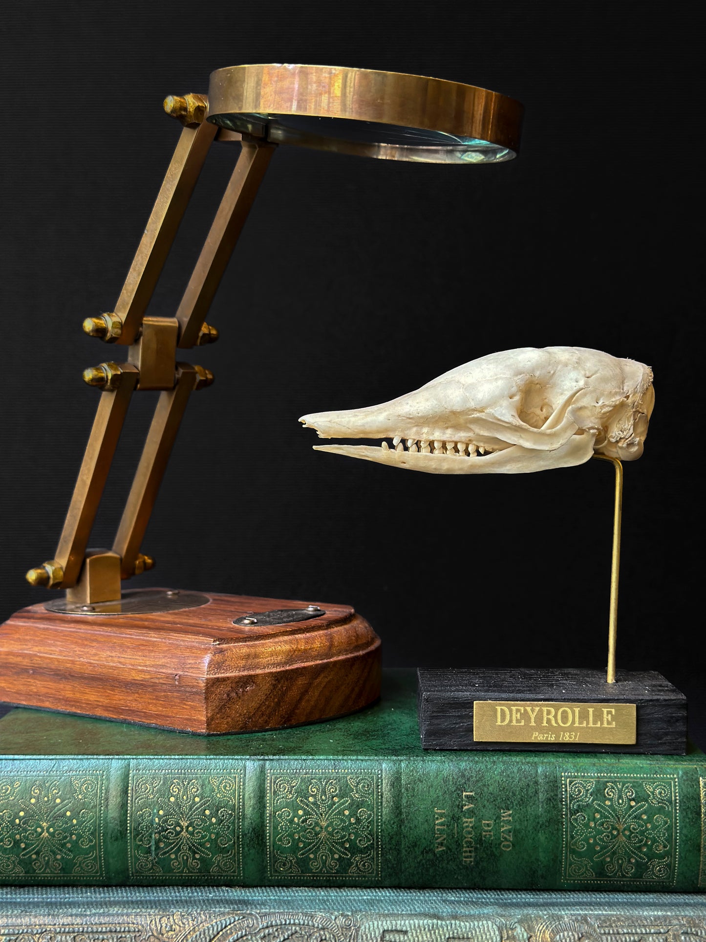 Crâne de tatou à neuf bandes