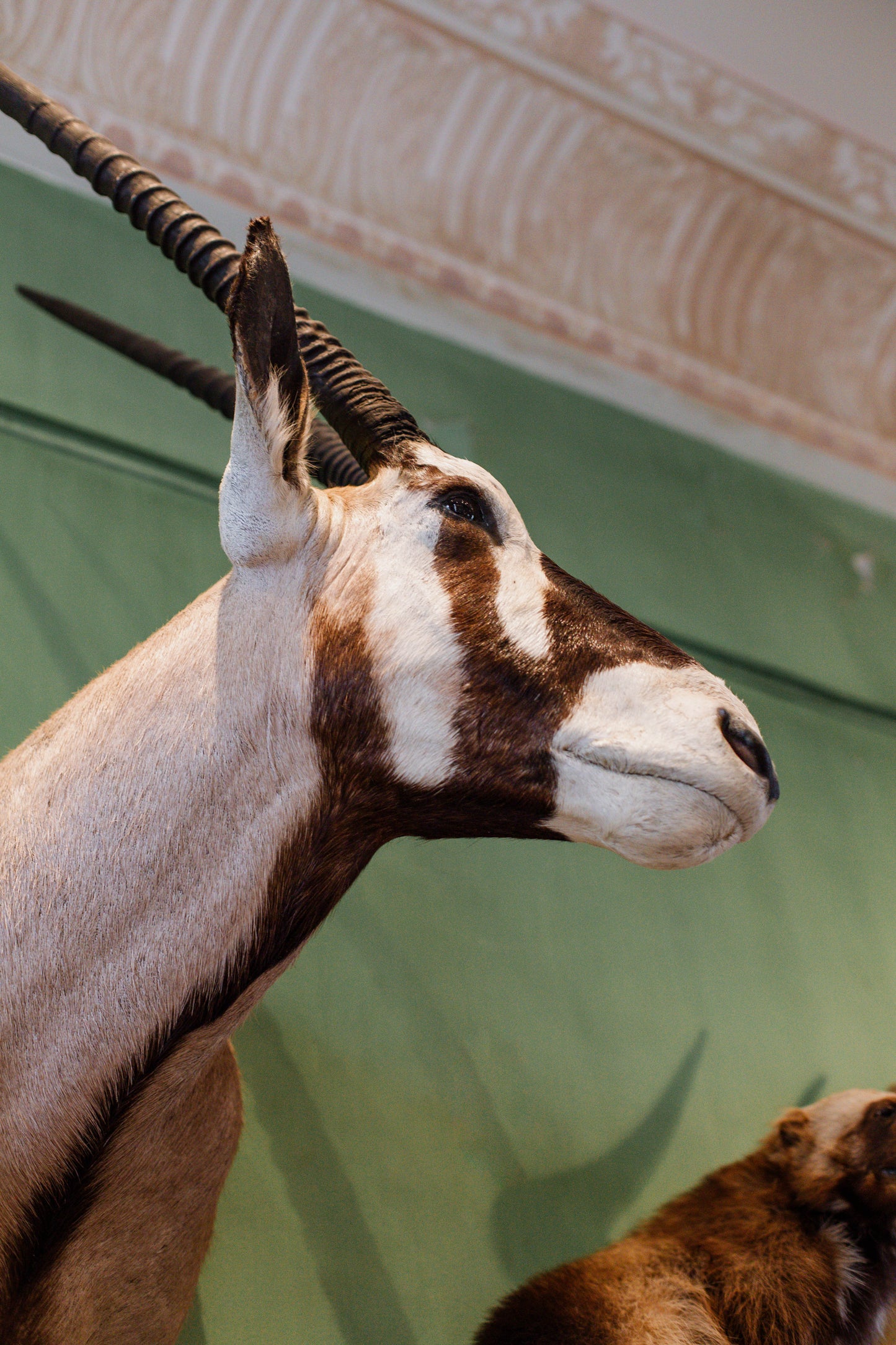 Tête en cape d'Oryx