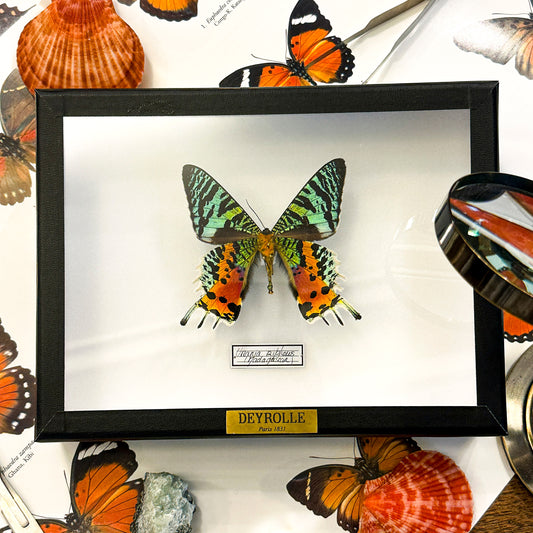 Urania ripheus
