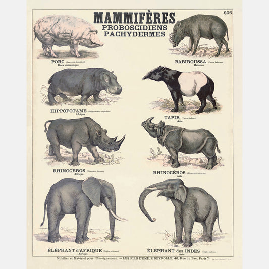 Mammals Pachyderms